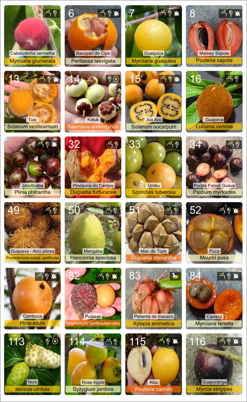 Poster "Periodic table of rare exotic fruits" Part 1 - 1 pcs / 1 Stck 