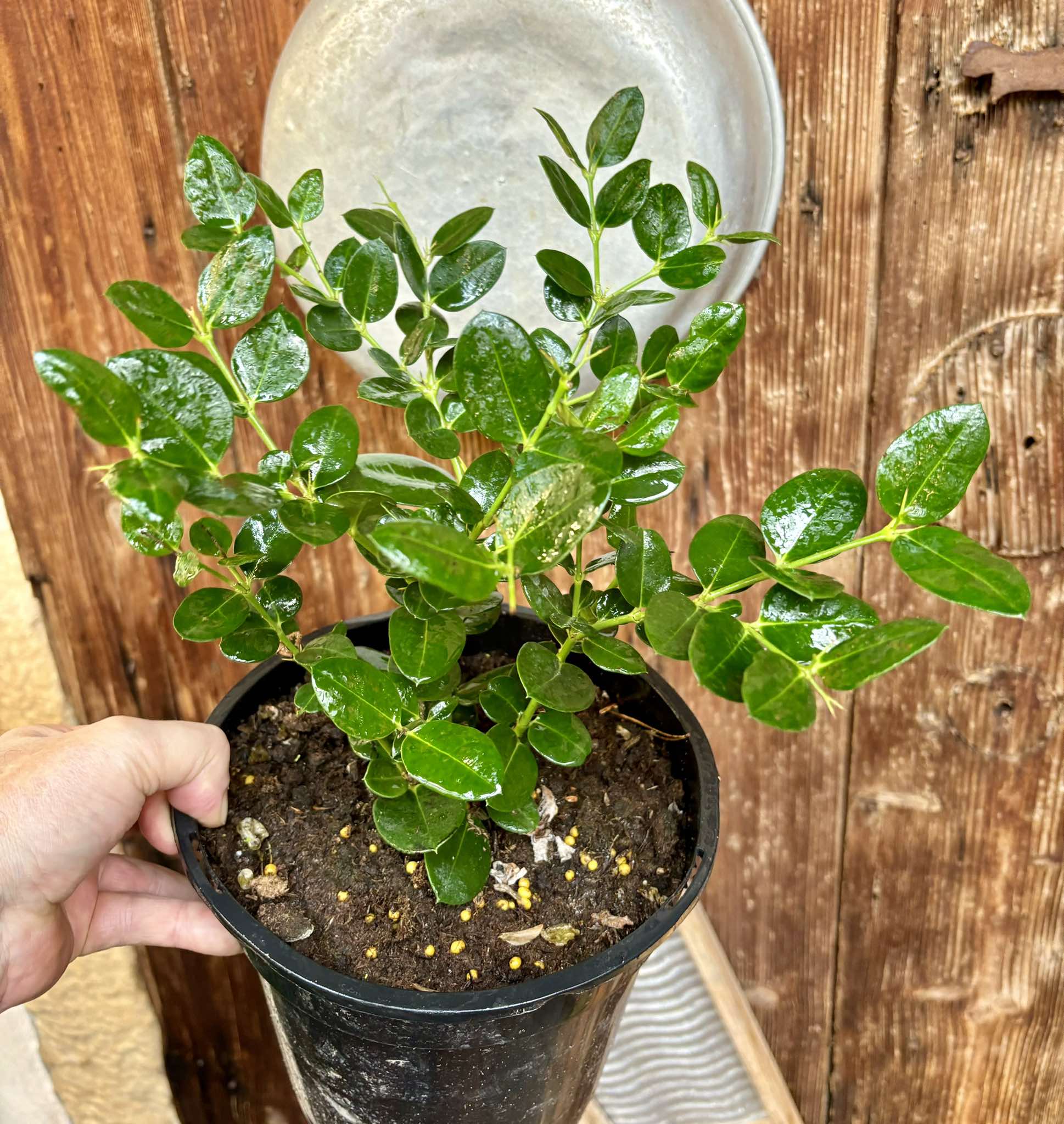 Carissa macrocarpa - Natal Plum - 1 potted plant / 1 getopfte Pflanze