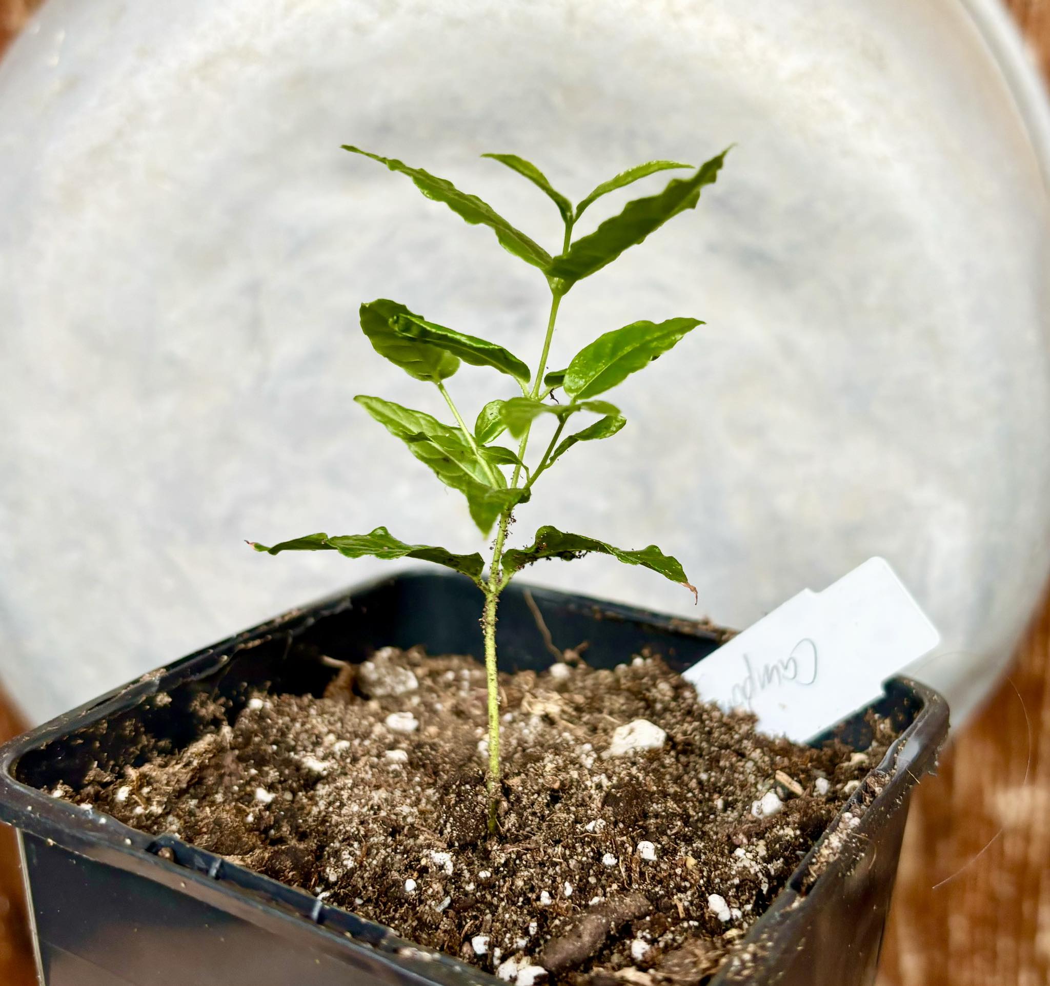 Campomanesia phaea - Flying Saucer Fruit - Cambuci  1  small potted seedling / 1 kleiner, getopfter Sämling