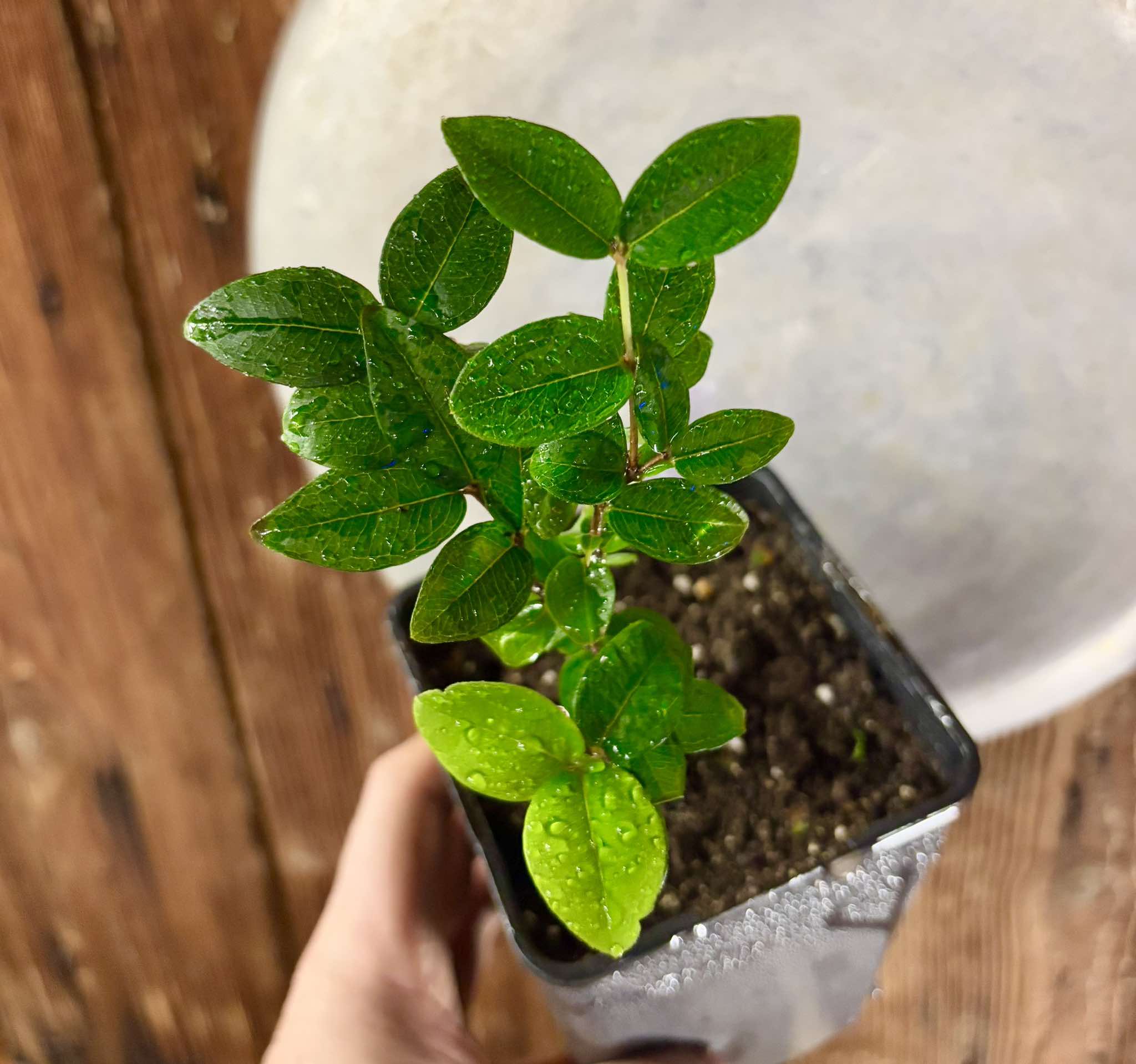 Jaboticaba Oipirinha (Plinia sp) Nr. 6 - 1 potted plant/ 1  getopfte Pflanze