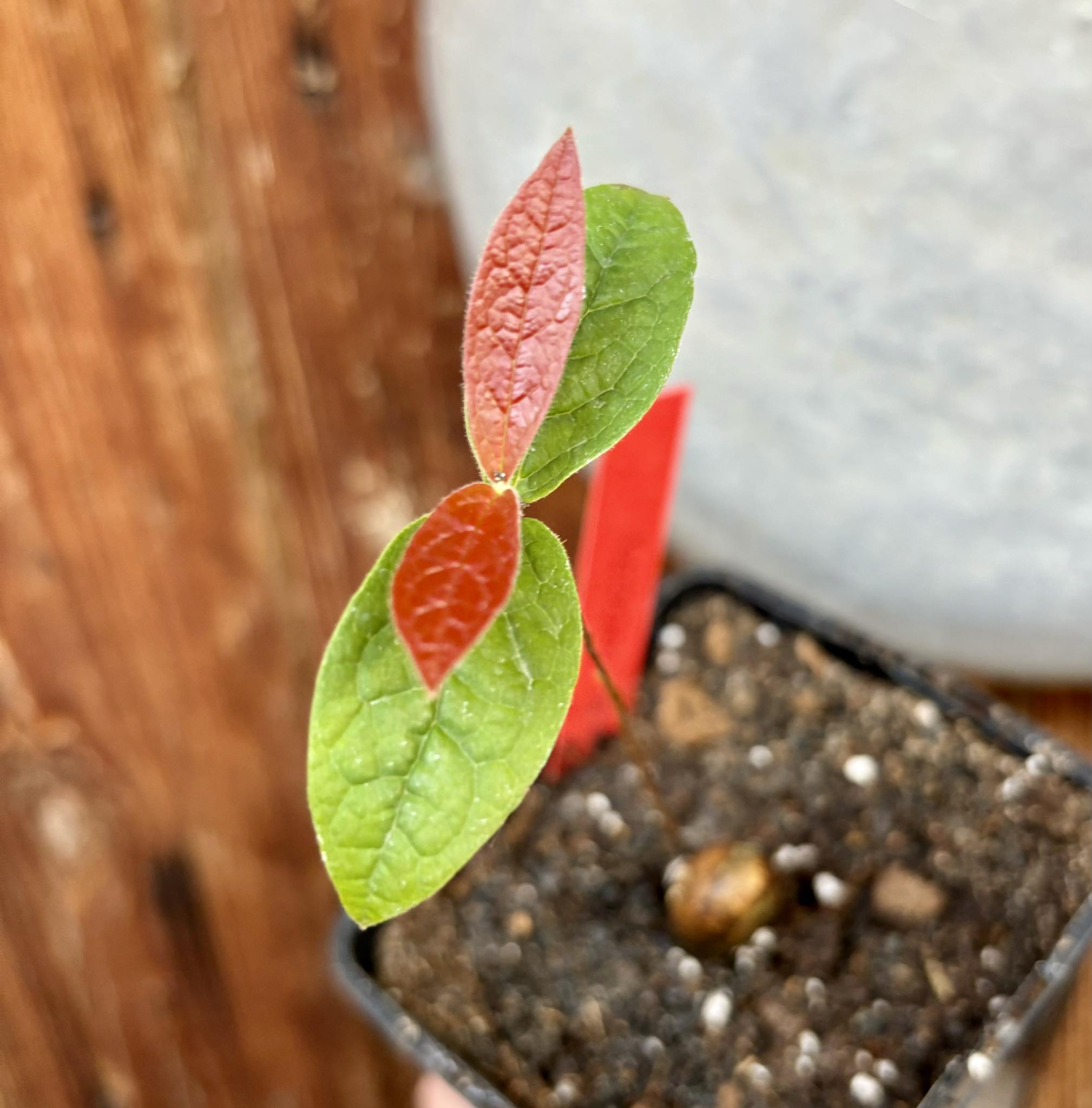 Eugenia arenosa -  1 potted seedling / 1 getopfter Sämling