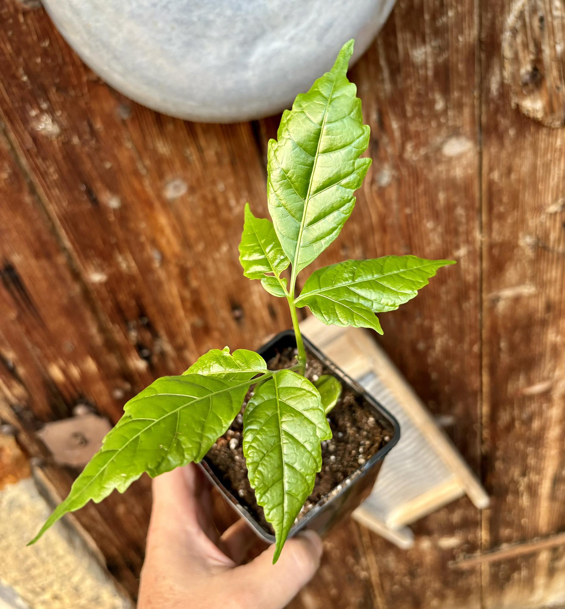 Santol (Sandoricum koetjape)  - 1 potted plant / 1 getopfte Pflanze