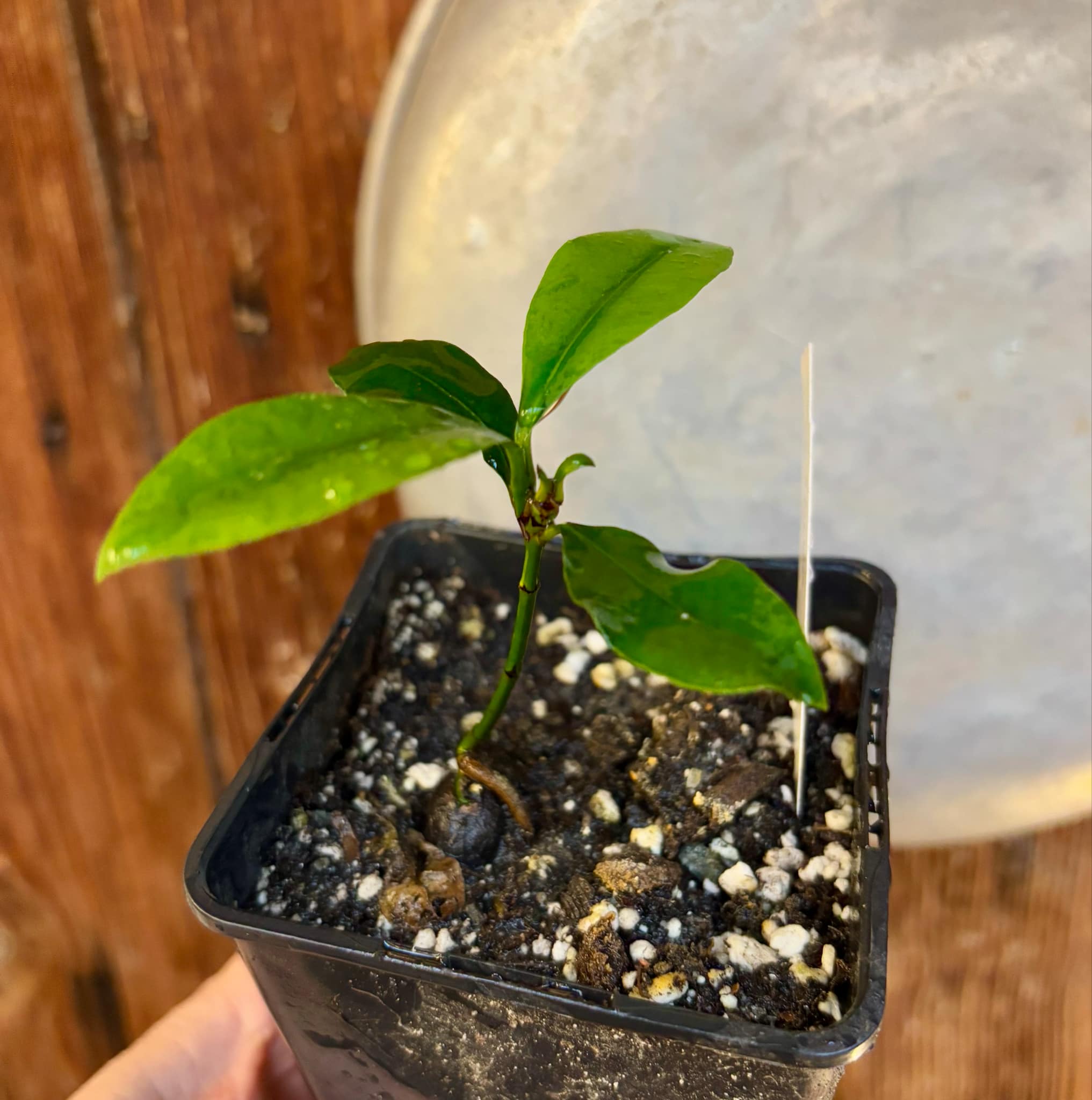 Lemon Drop Mangosteen (Garcinia intermedia) - 1 small potted plant / 1 kleine, getopfte Pflanze