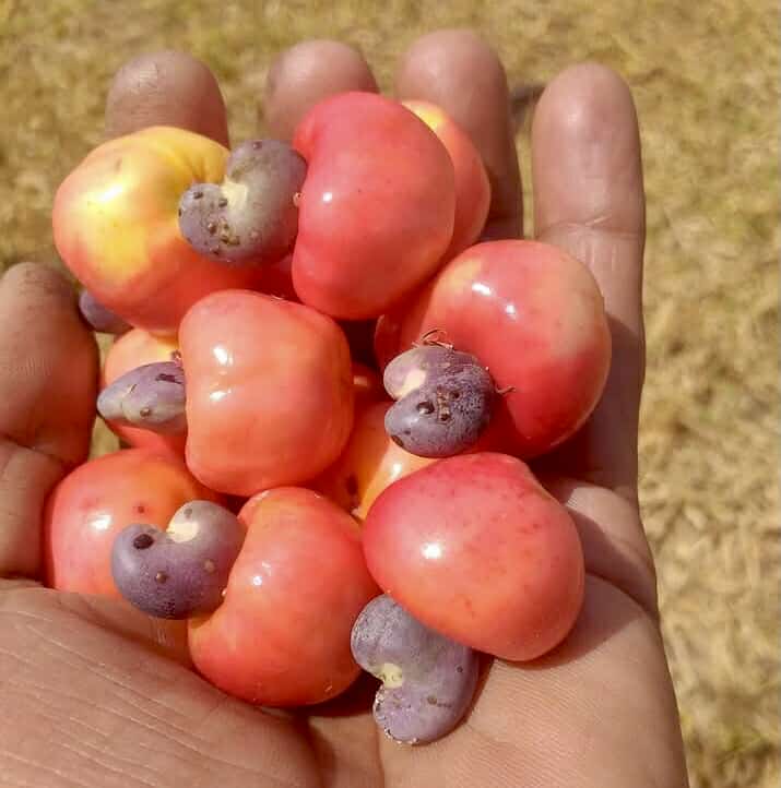 Cajuzinho - Anacardium humile - 2 fresh seeds / 2 frische Samen