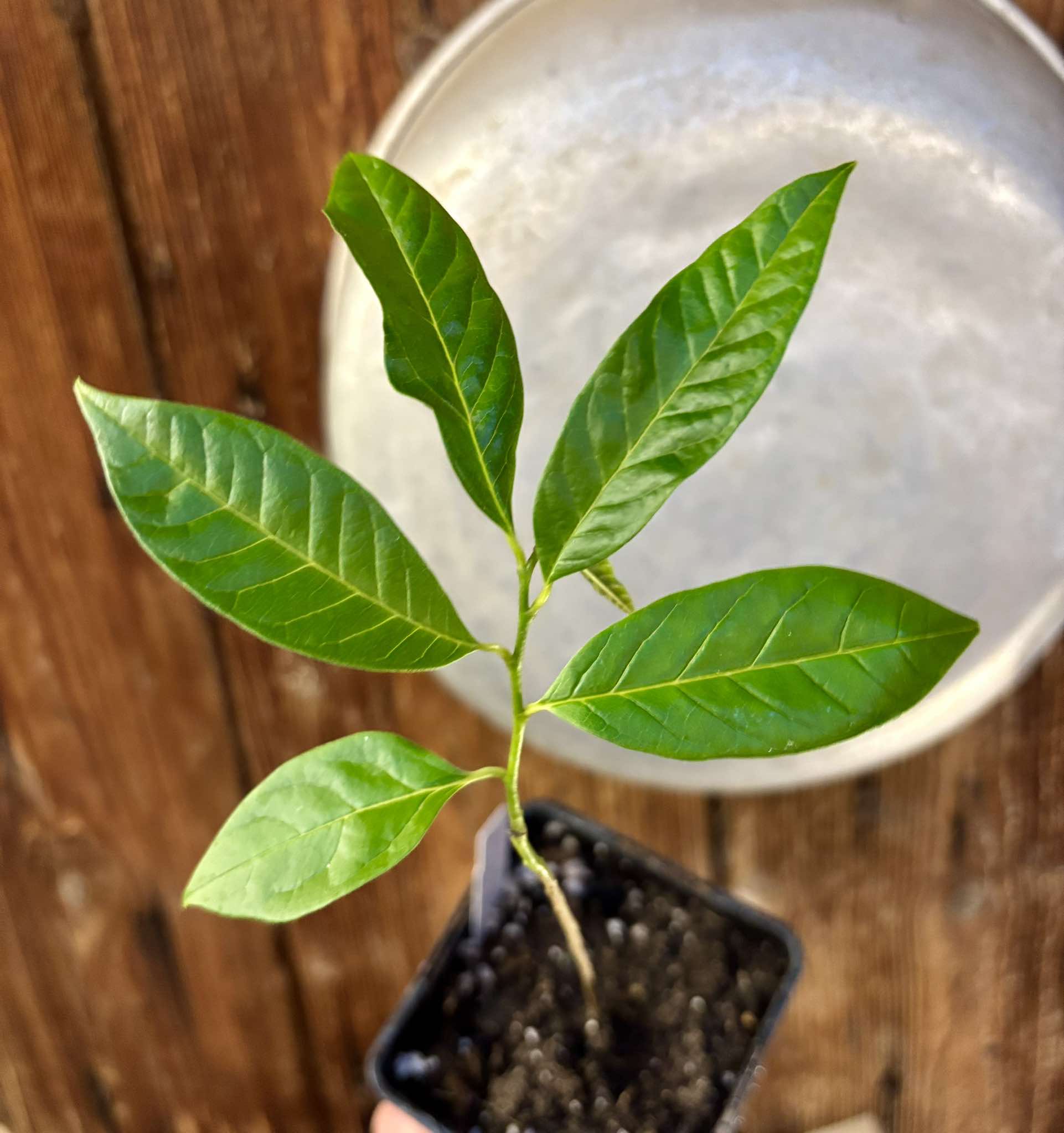 Annona reticulata big pink-red variety Nr. 3 - 1 potted plant / 1 getopfte Pflanze