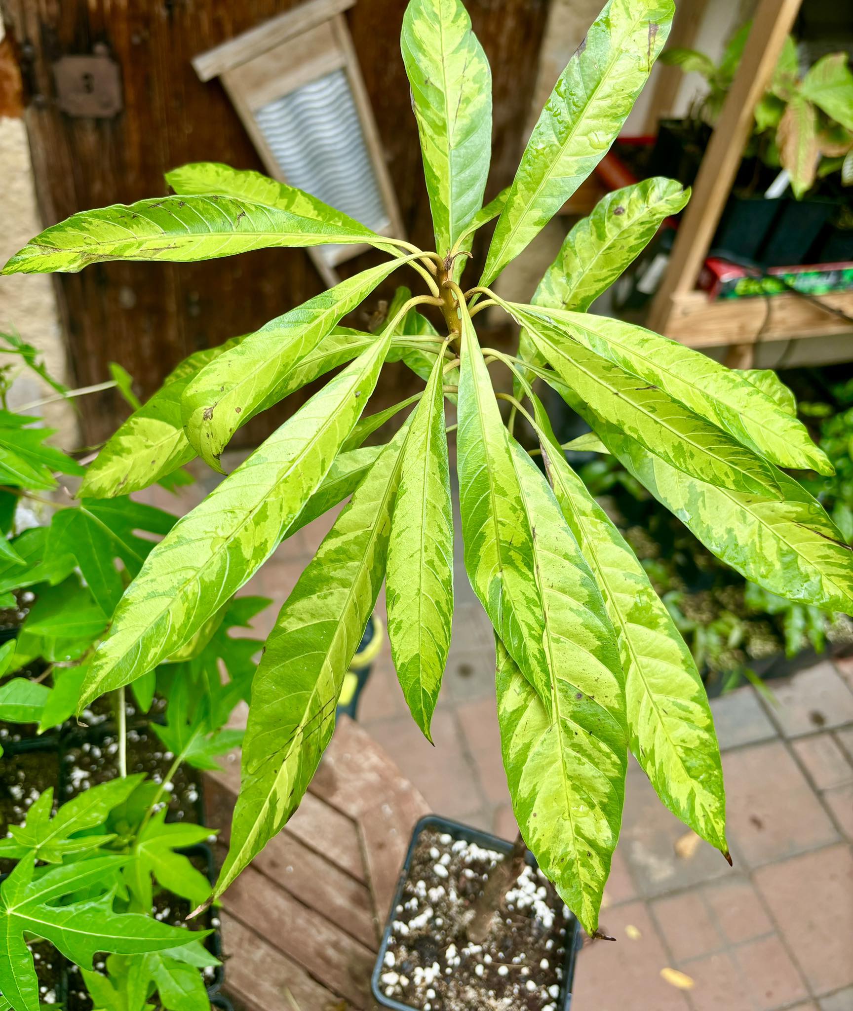 Canistel (Pouteria campechiana) VARIEGATED - 1 potted plant / 1 getopfte Pflanze