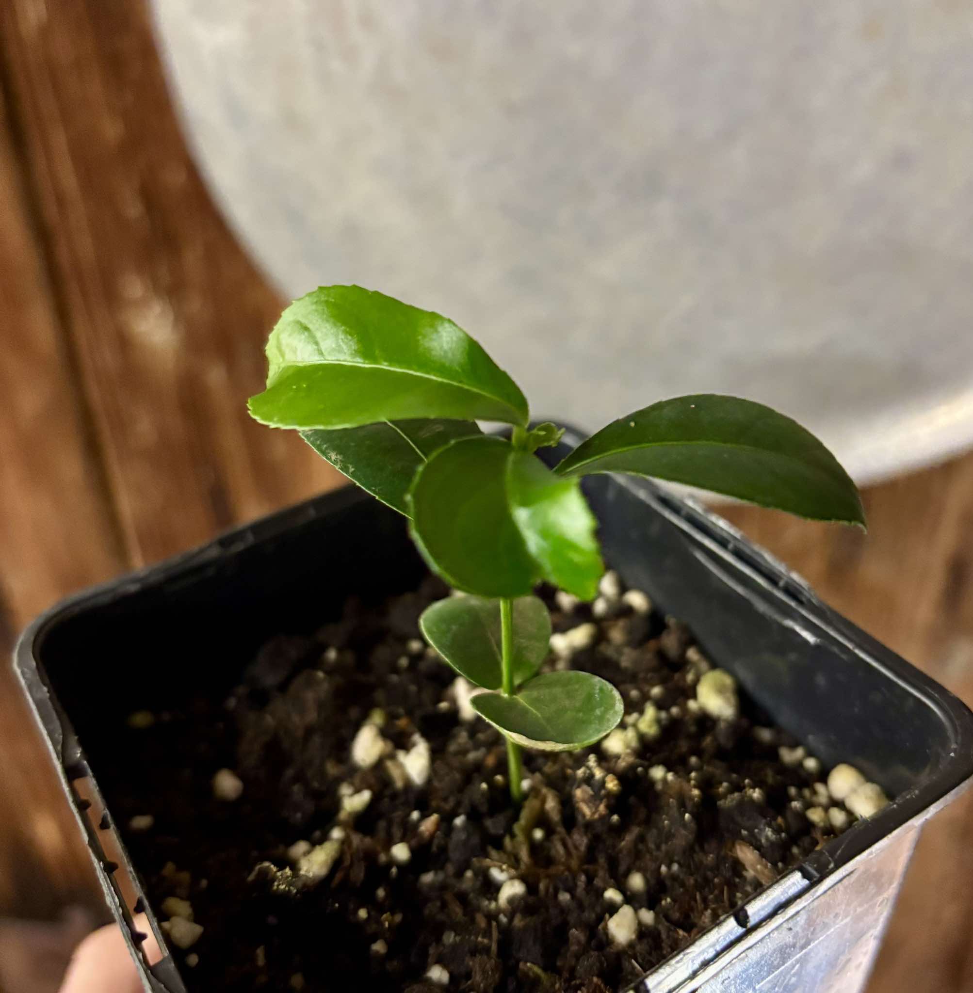 Siphonodon celastrineus  - 1 potted plant / 1 getopfte Pflanze