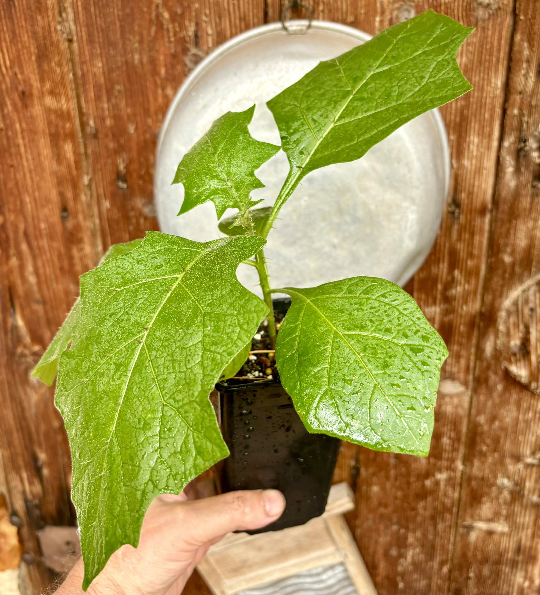 Juã-Açu - Solanum oocarpum - 1 potted plant / 1 getopfte Pflanze