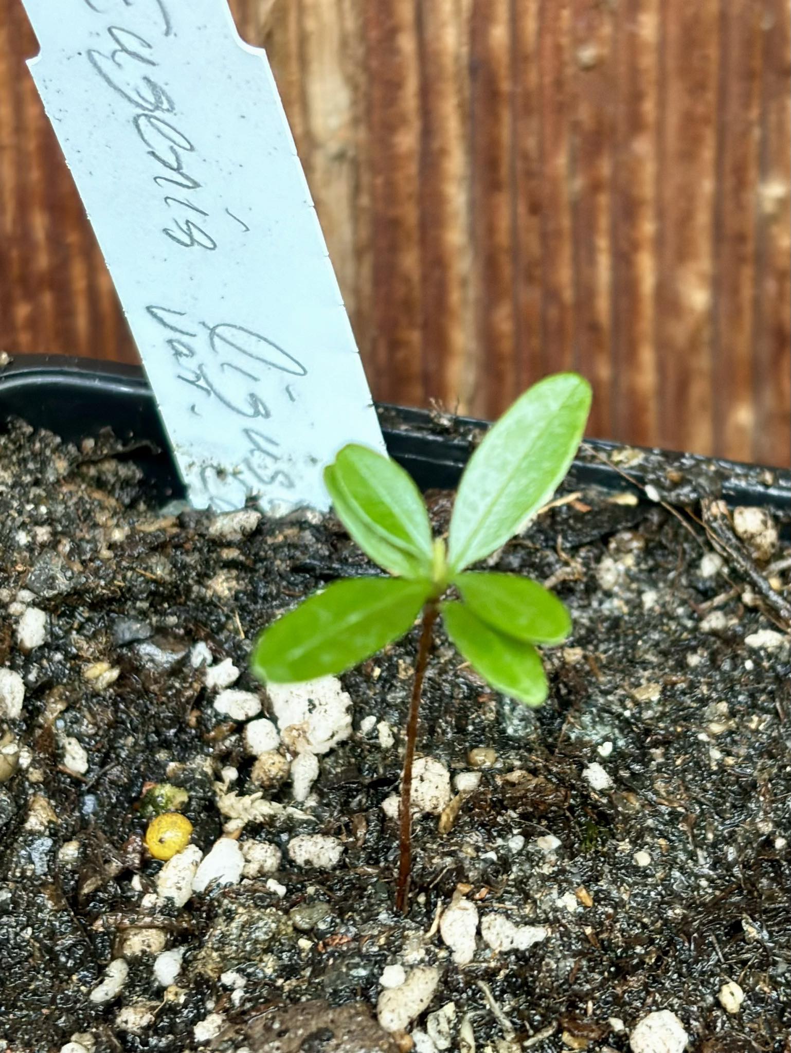 Eugenia ligustrina var. caribaeus - 1 potted seedling / 1 getopfter Sämling