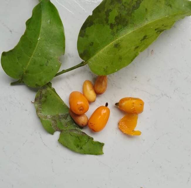 Olax candida -  1 germinated seed / 1 gekeimter Samen