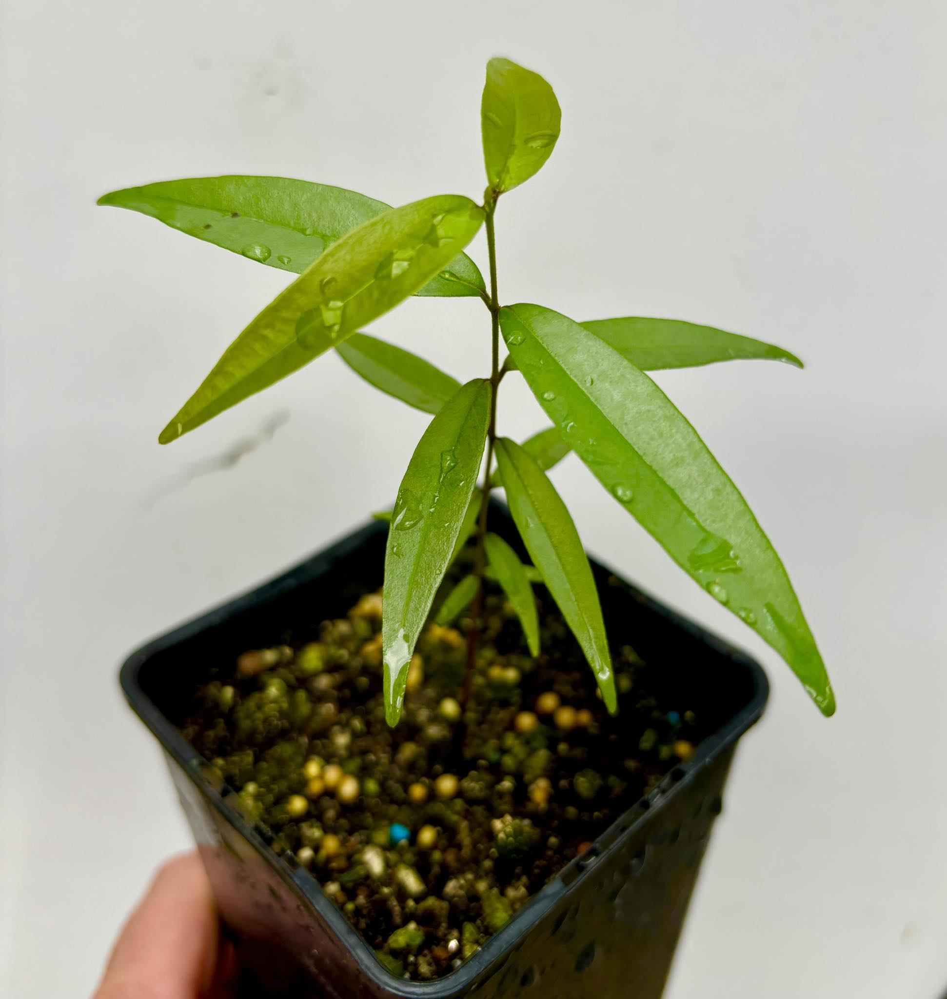 Eugenia pruniformis - Ameixa da Preta - 1 potted plant / 1 getopfte Pflanze