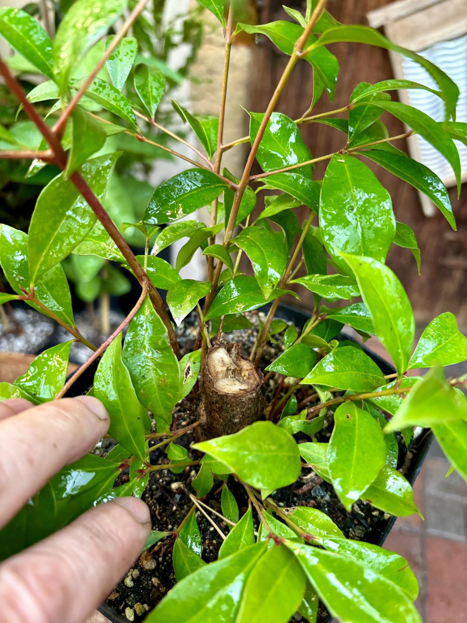 Syzygium smithii - Lilly Pilly Nr. 2 - 1 potted plant / 1 getopfte Pflanze