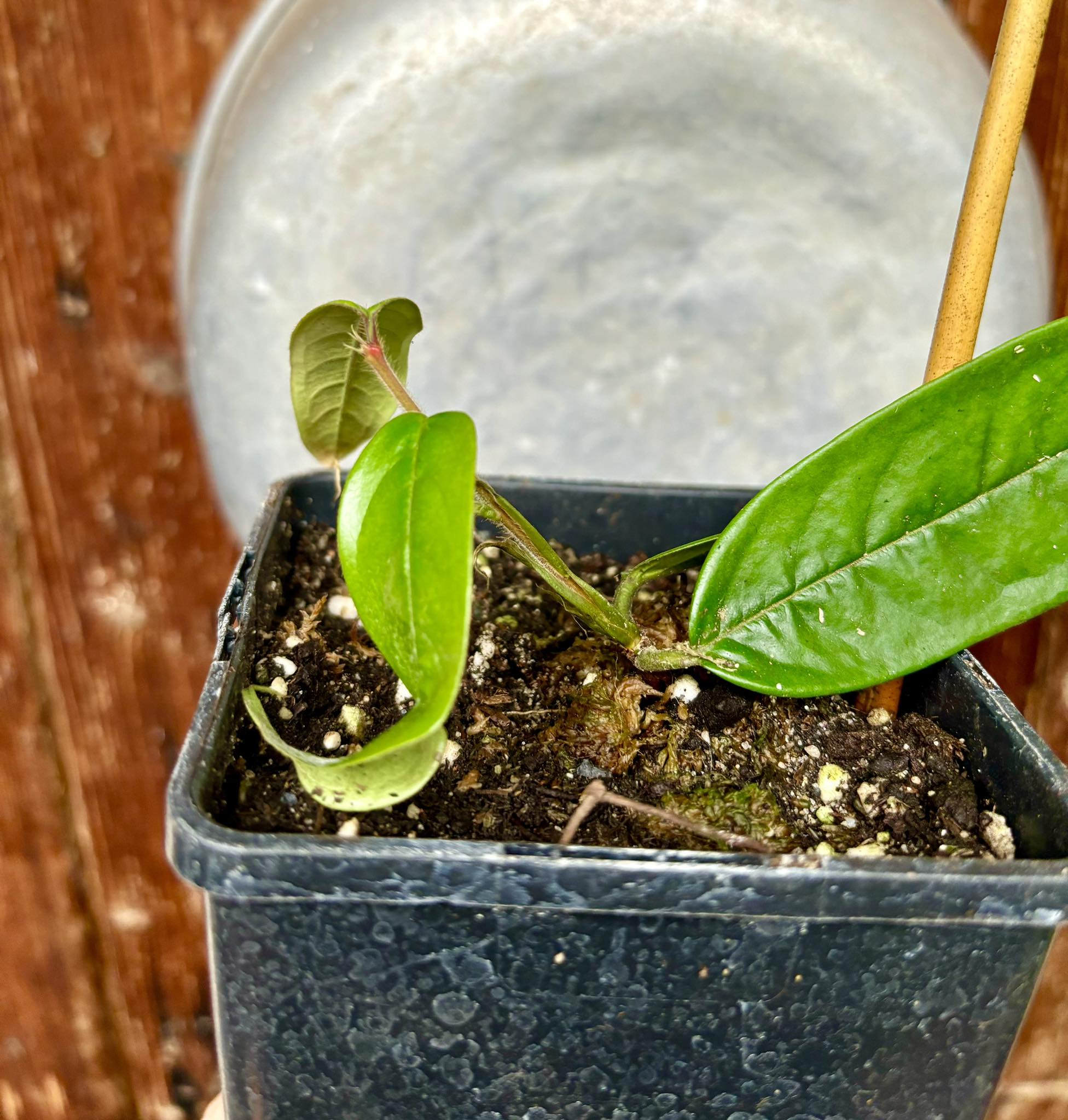 Plinia rara var. Urucuca (white) -  1 potted plant / 1 getopfte Pflanze