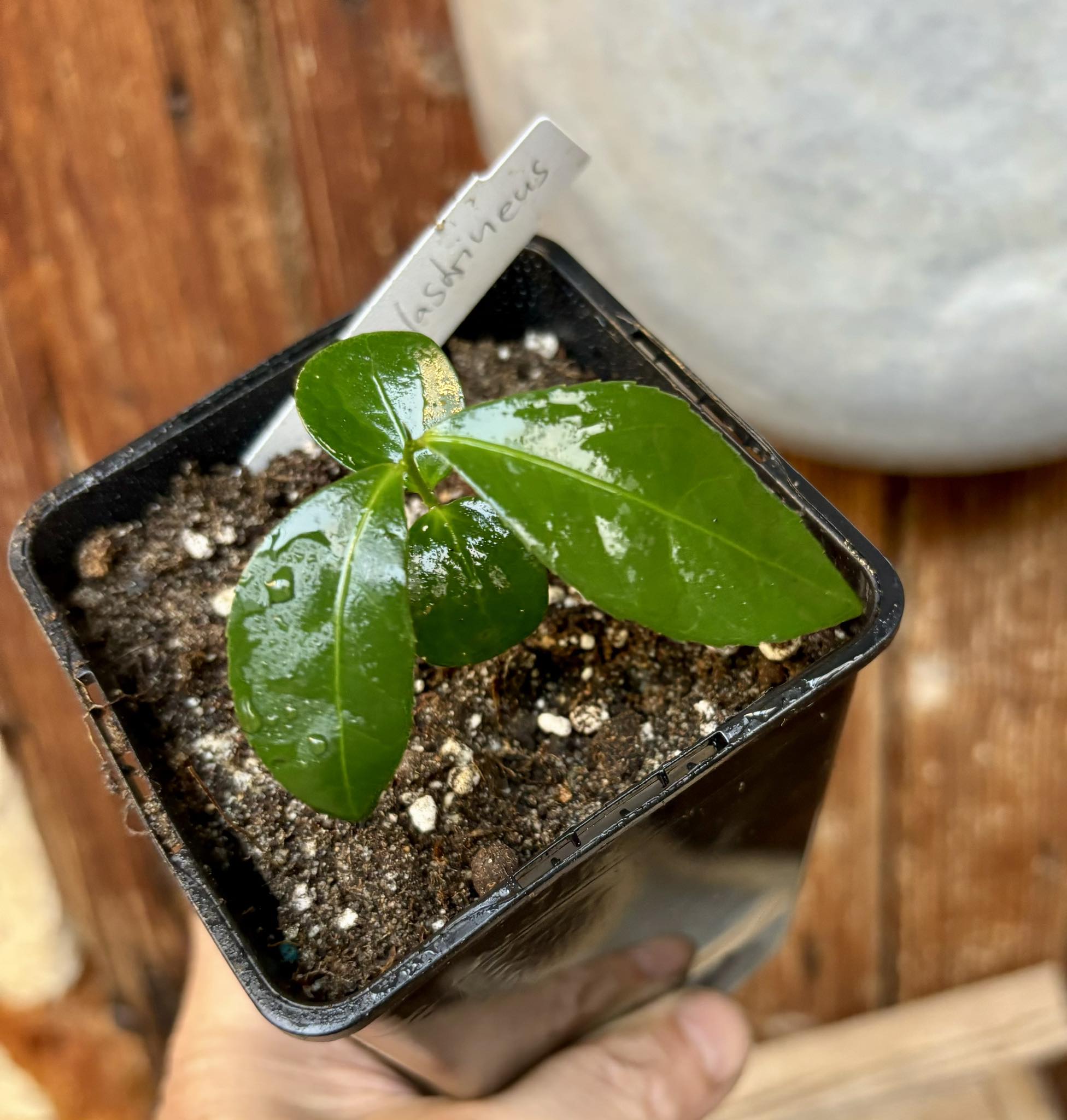 Siphonodon celastrineus   1 small potted seedling / 1 kleiner, getopfter Sämling