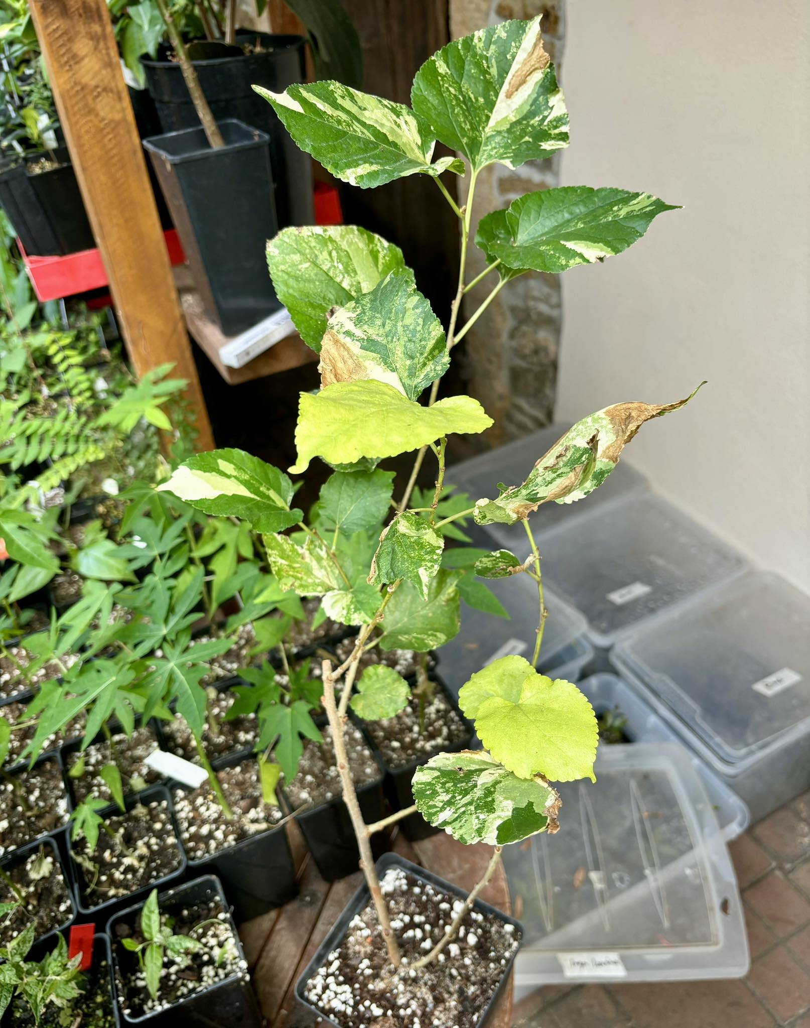 Mulberry VARIEGATED - 1 potted plant / 1 getopfte Pflanze