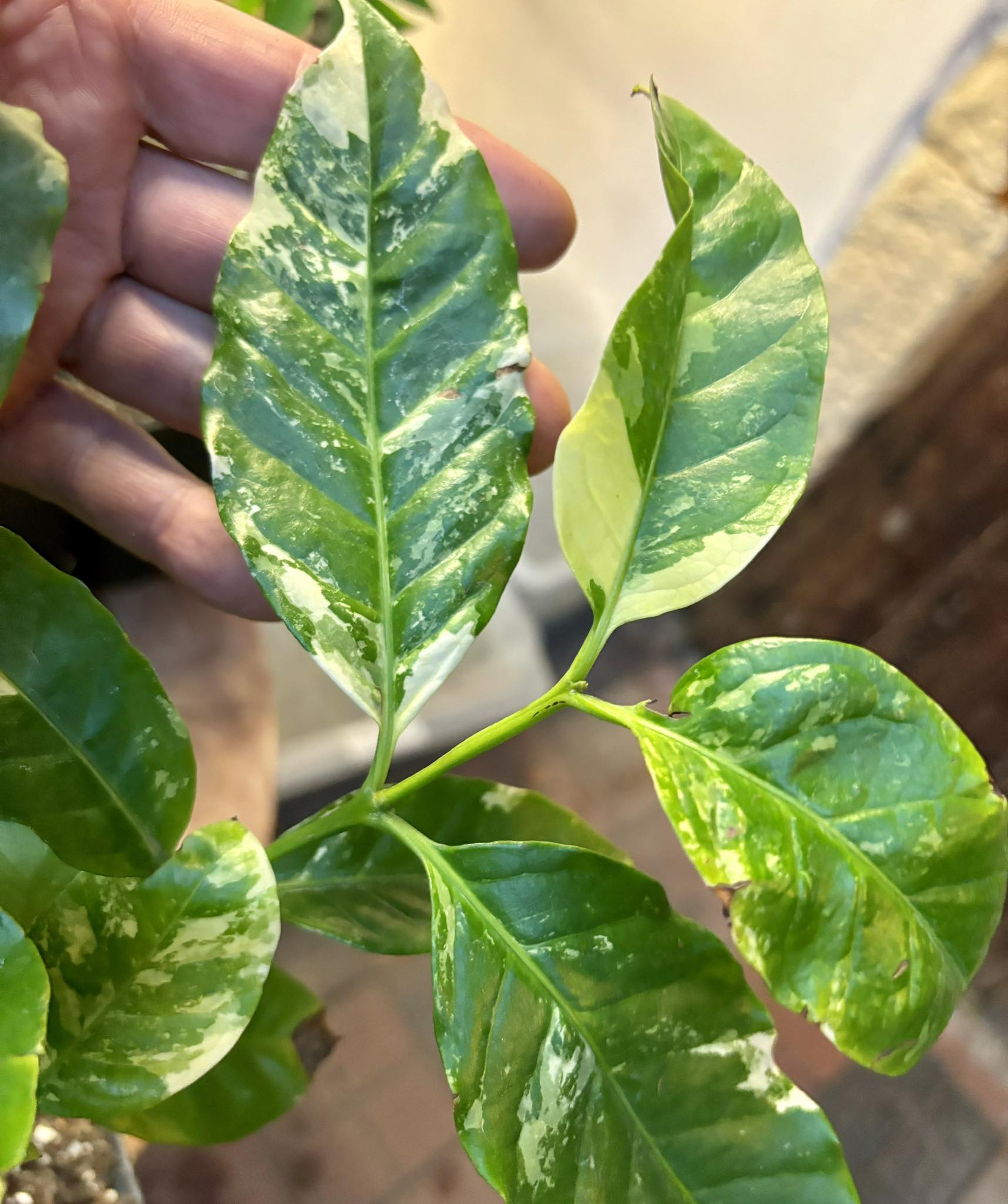 Coffee (Coffea arabica)  VARIEGATED - 1 potted plant / 1 getopfte Pflanze