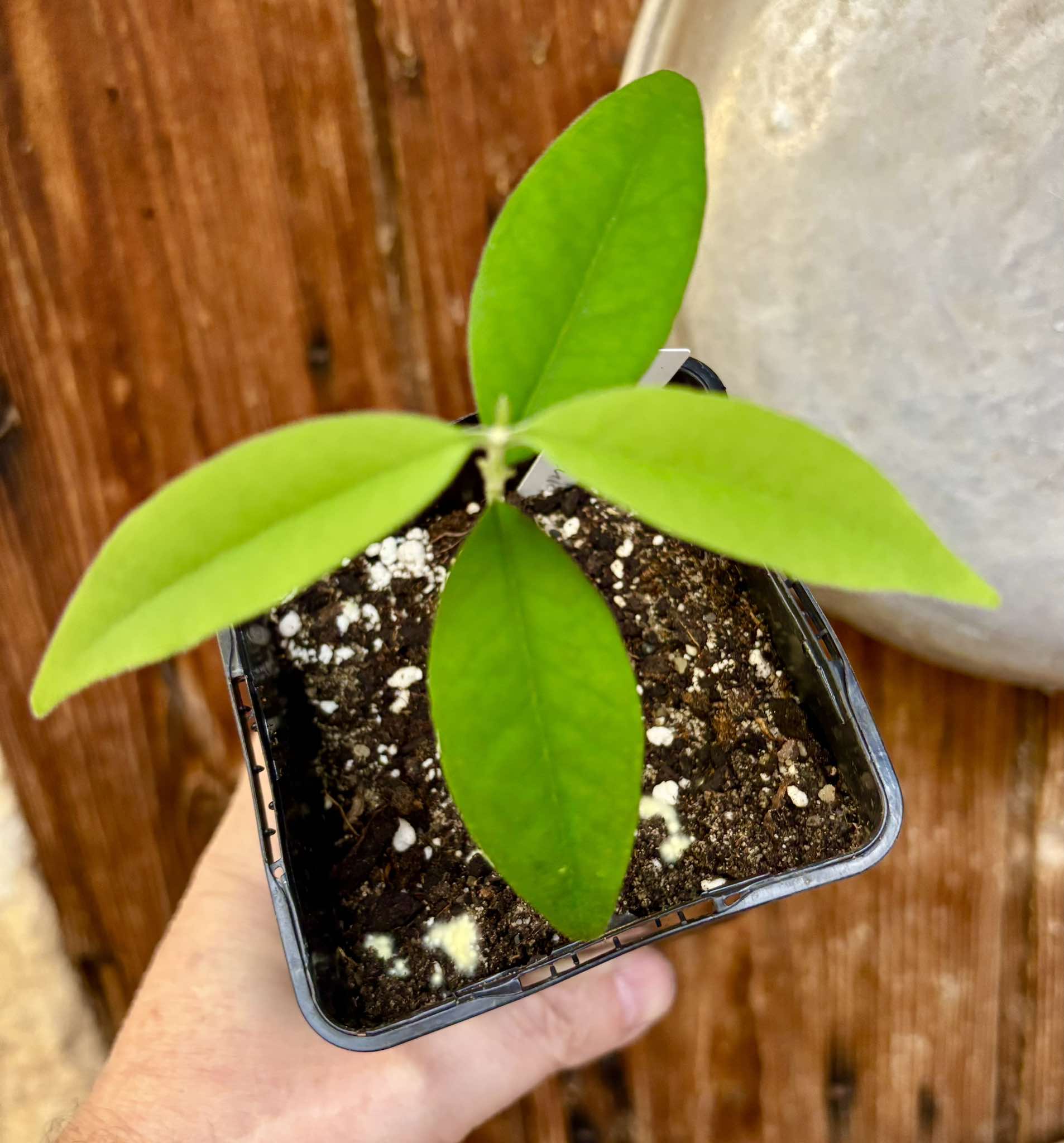 Eugenia oblongata - 1 small potted seedling / 1 kleiner, getopfter Sämling