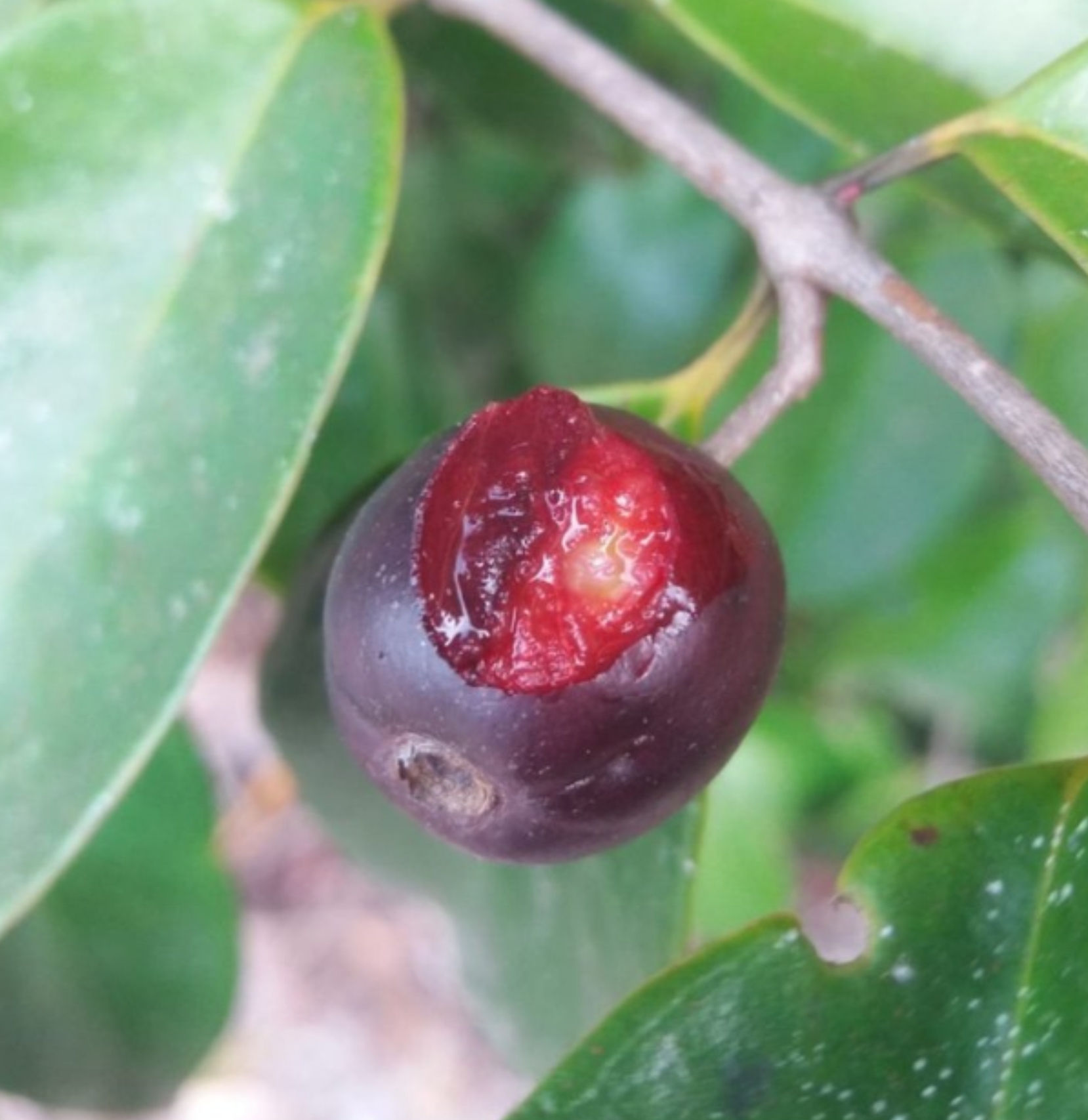 Eugenia sp Guabiju -  1 fresh seed / 1 frischer Samen