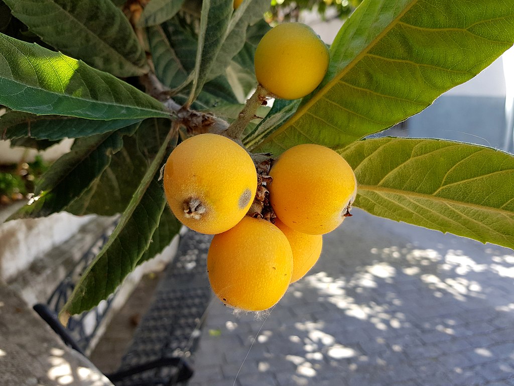 Eriobotrya japonica - Wollmispel - Loquat - 1 fresh seed / 1 frischer Samen