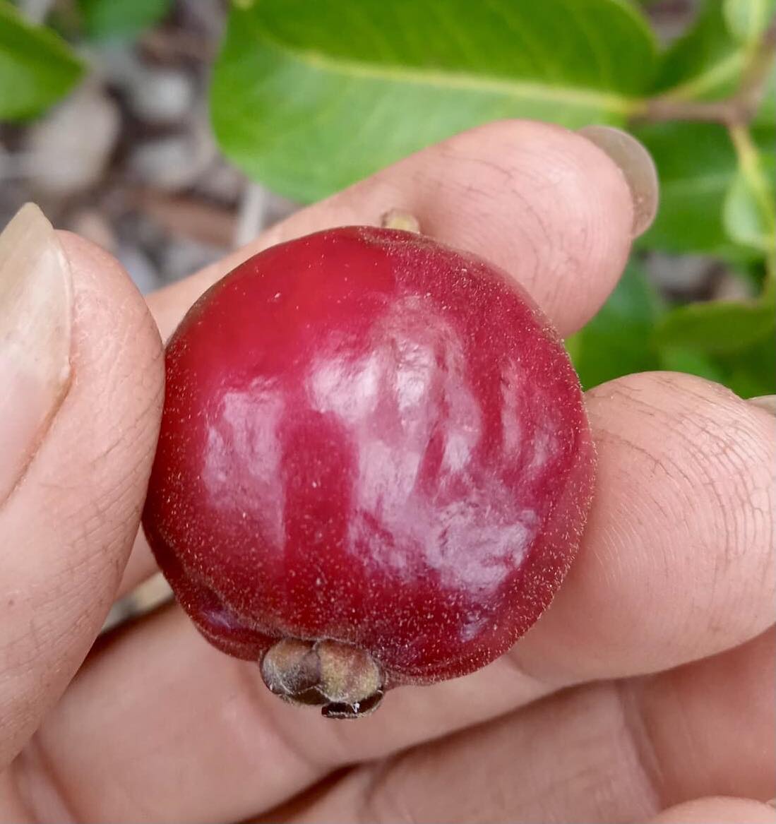 Eugenia sp Jandira - 1 germinated seed / 1 gekeimter Samen