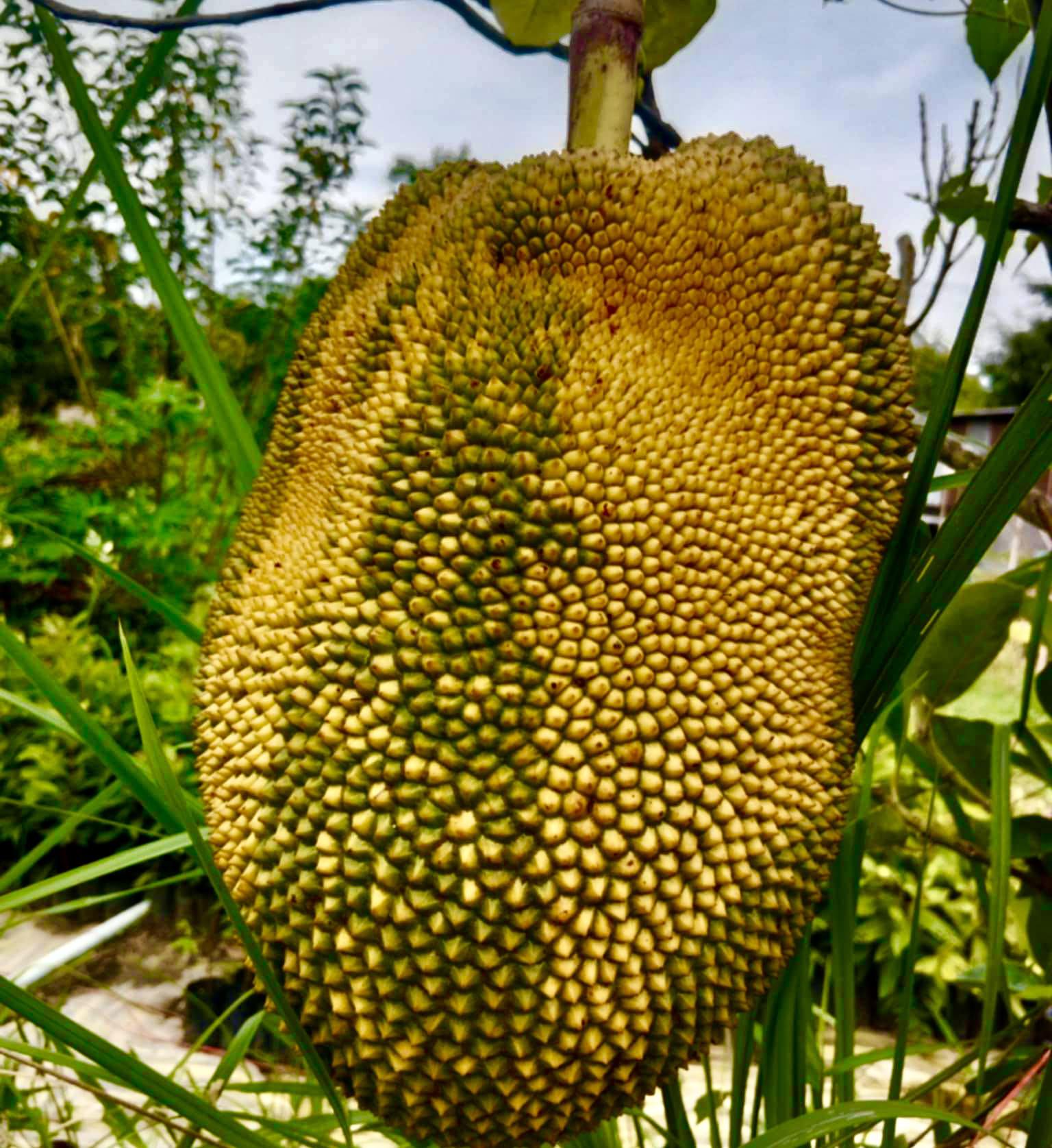 Jackfruit (Artocarpus heterophyllus) VARIEGATED - 1 potted plant / 1 getopfte Pflanze