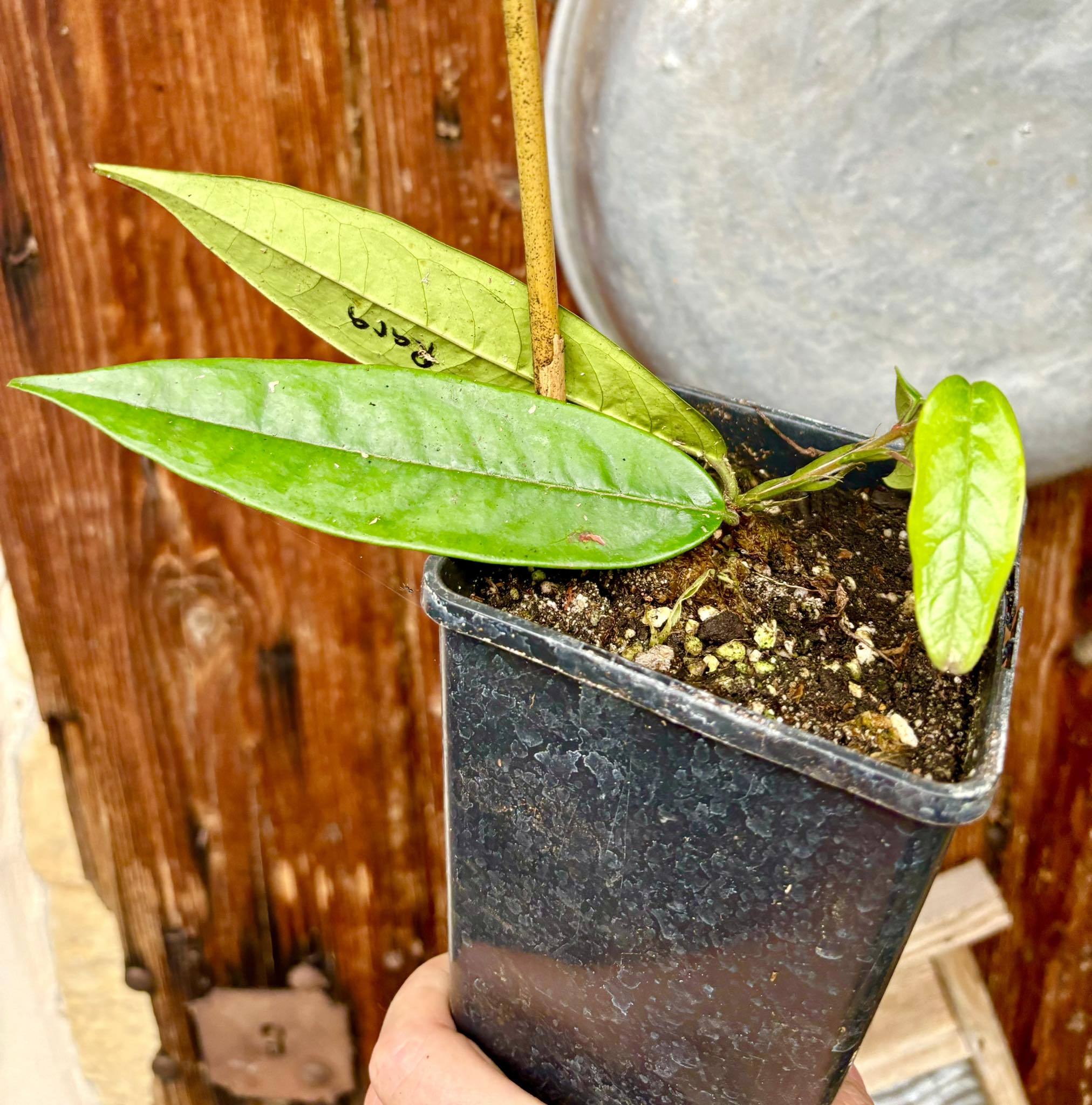 Plinia rara var. Urucuca (white) -  1 potted plant / 1 getopfte Pflanze