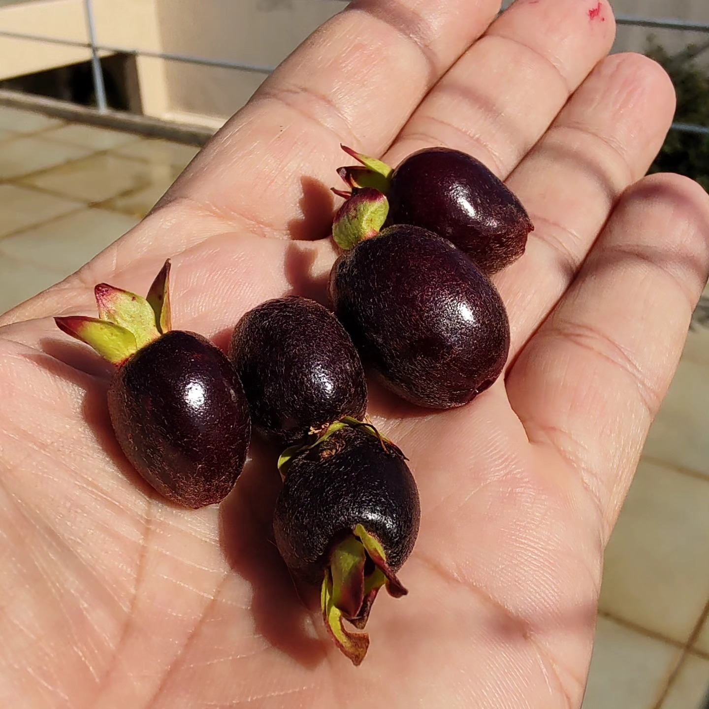 Guapijuim (Eugenia sclerocalyx) -  1 fresh seed / 1 frischer Samen