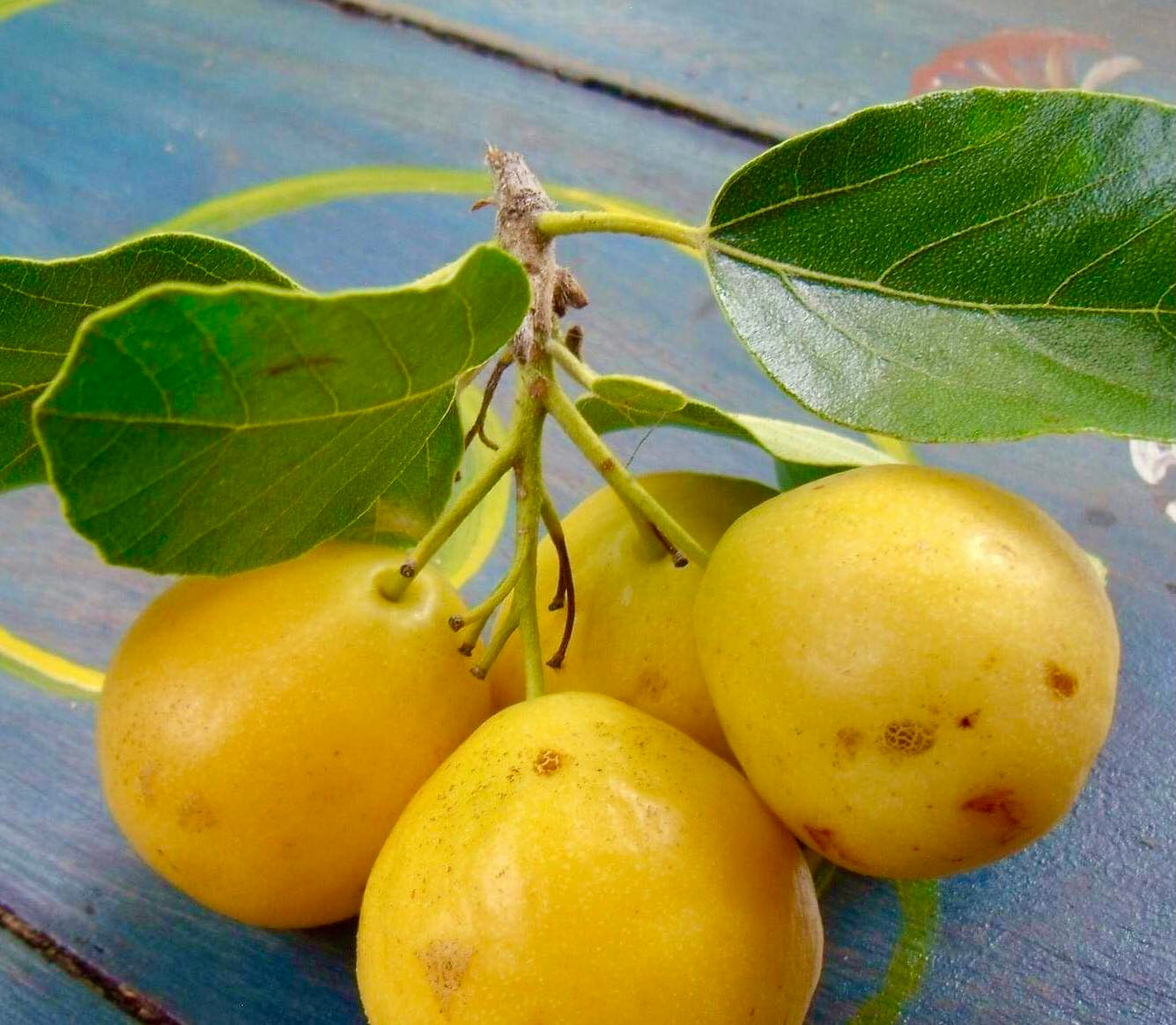 Zirikote (Cordia dodecandra) - 1 fresh seed / 1 frischer Samen