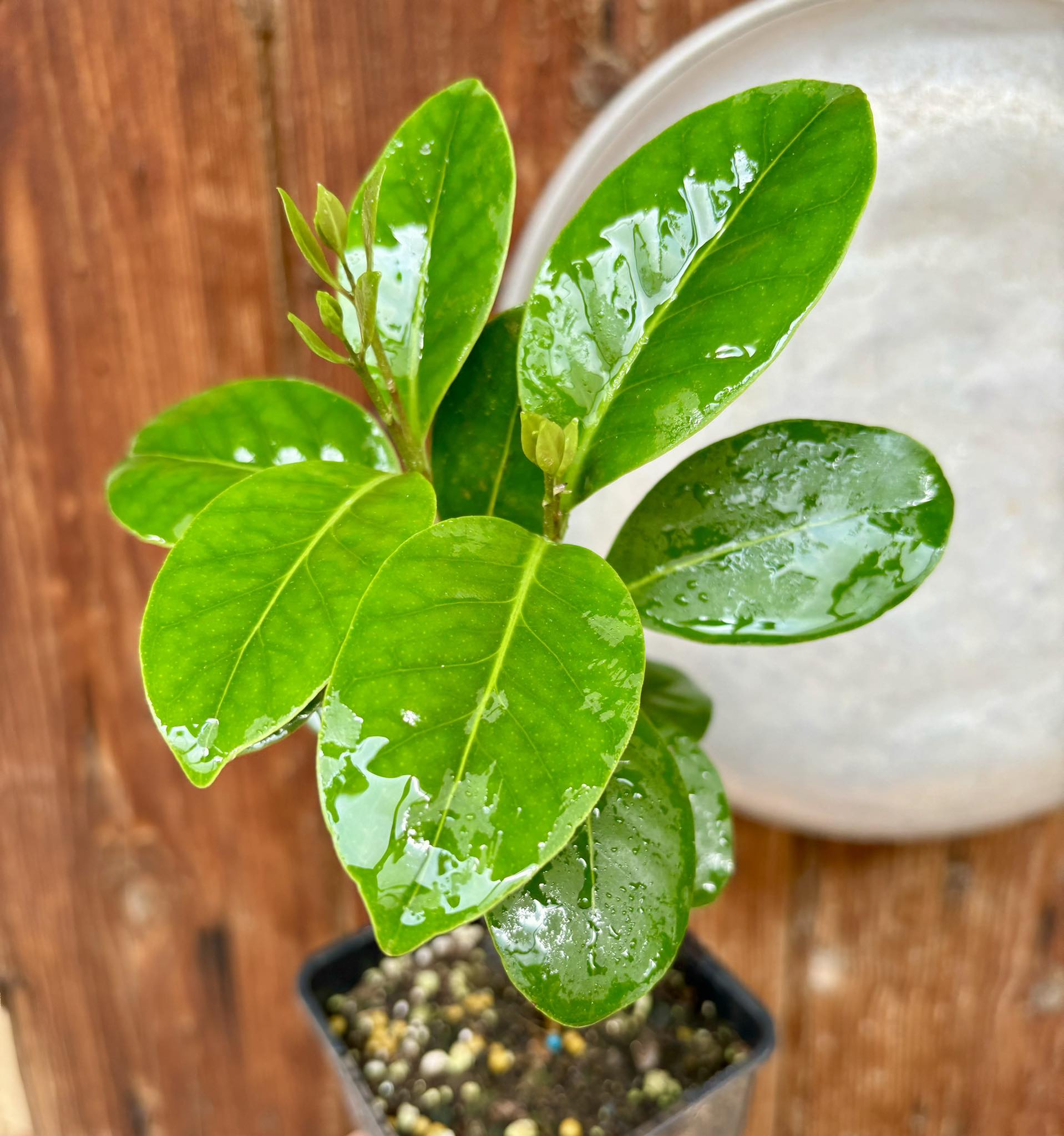 Eugenia astringens - 1 potted plant / 1 getopfte Pflanze