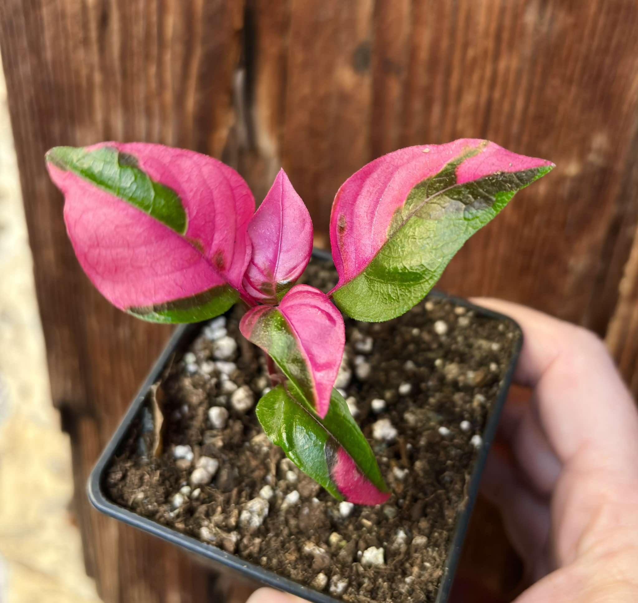 Alternanthera ficoidea - Party Time - 1 potted plant / 1 getopfte Pflanze