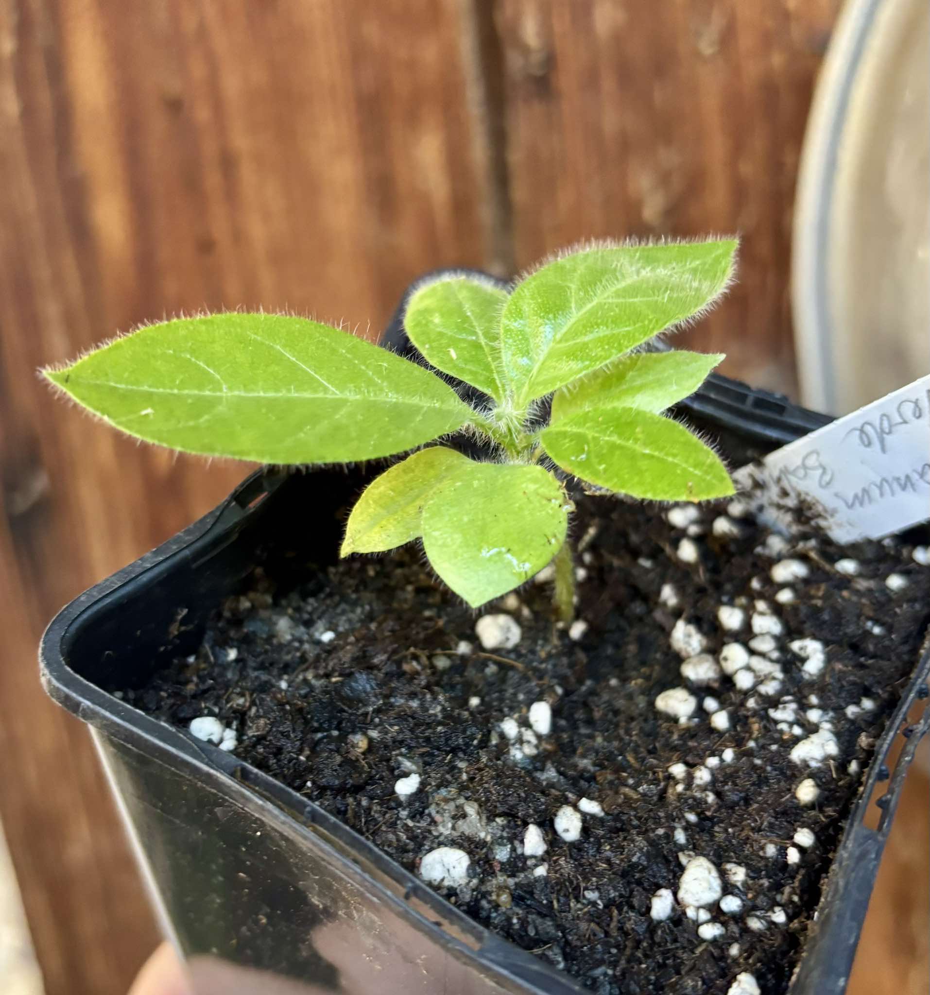 Solanum sp Verde Bahia - 1 small potted plant / 1 kleine, getopfte Pflanze