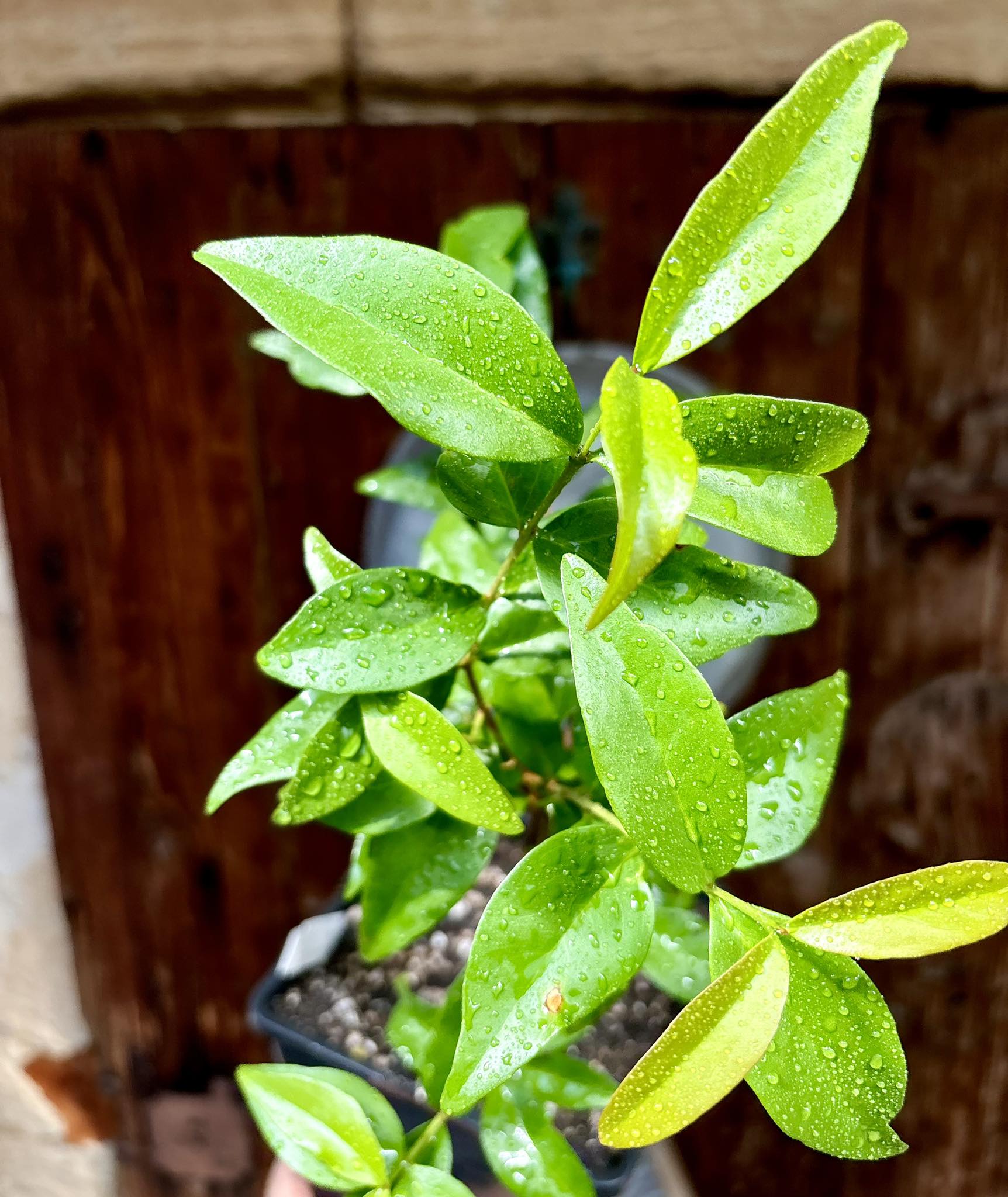 Eugenia sp Laranja Serralandia - 1 potted plant / 1 getopfte Pflanze