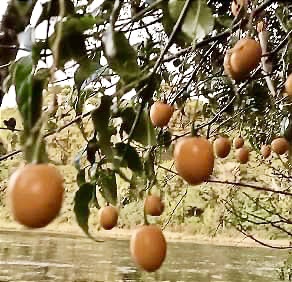 Guava Tamarillo (Solanum diploconos) - 1 potted plant / 1 getopfte Pflanze