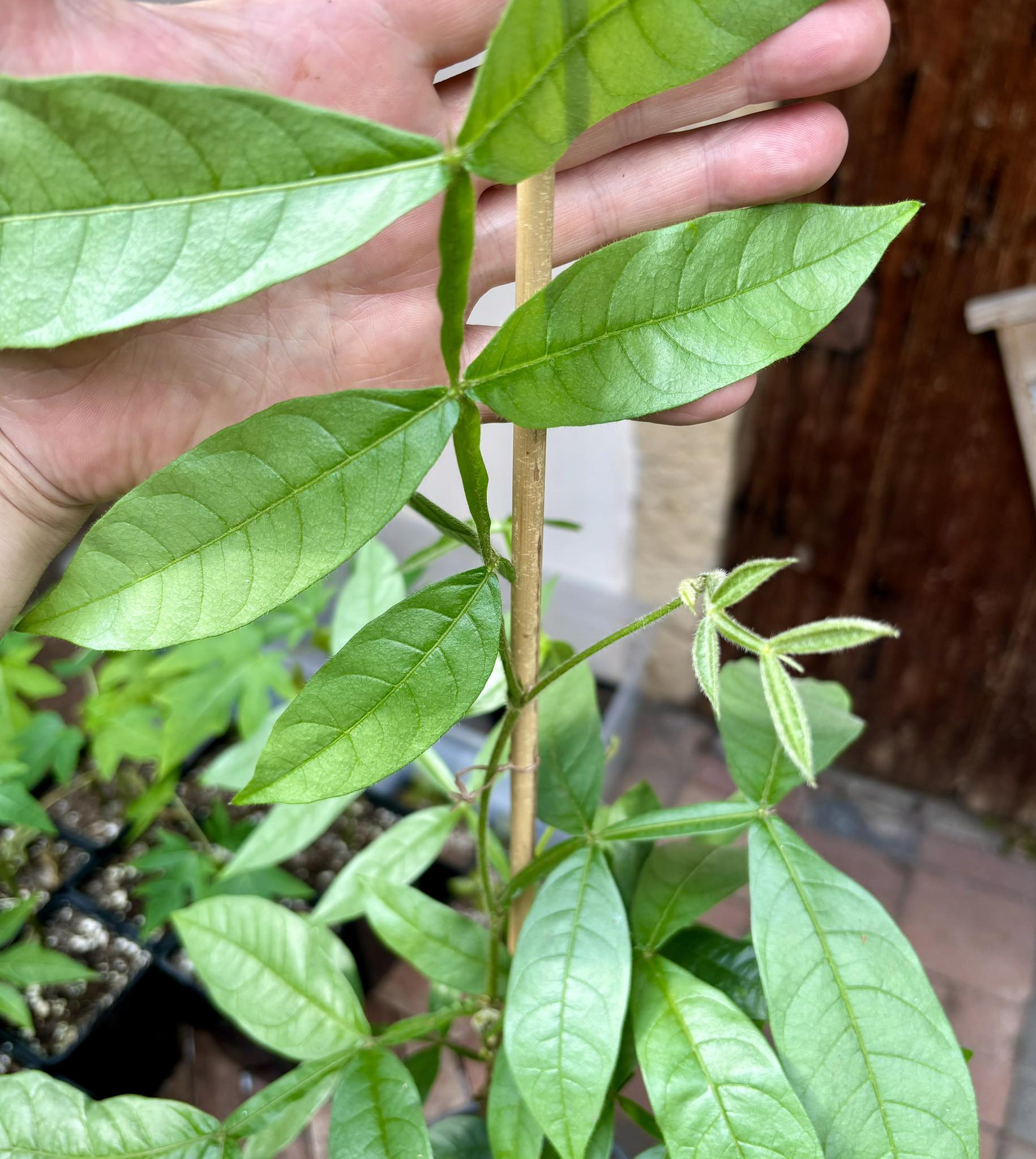 Inga spectabilis - Machete Ice cream bean - 1 potted plant / 1 getopfte Pflanze