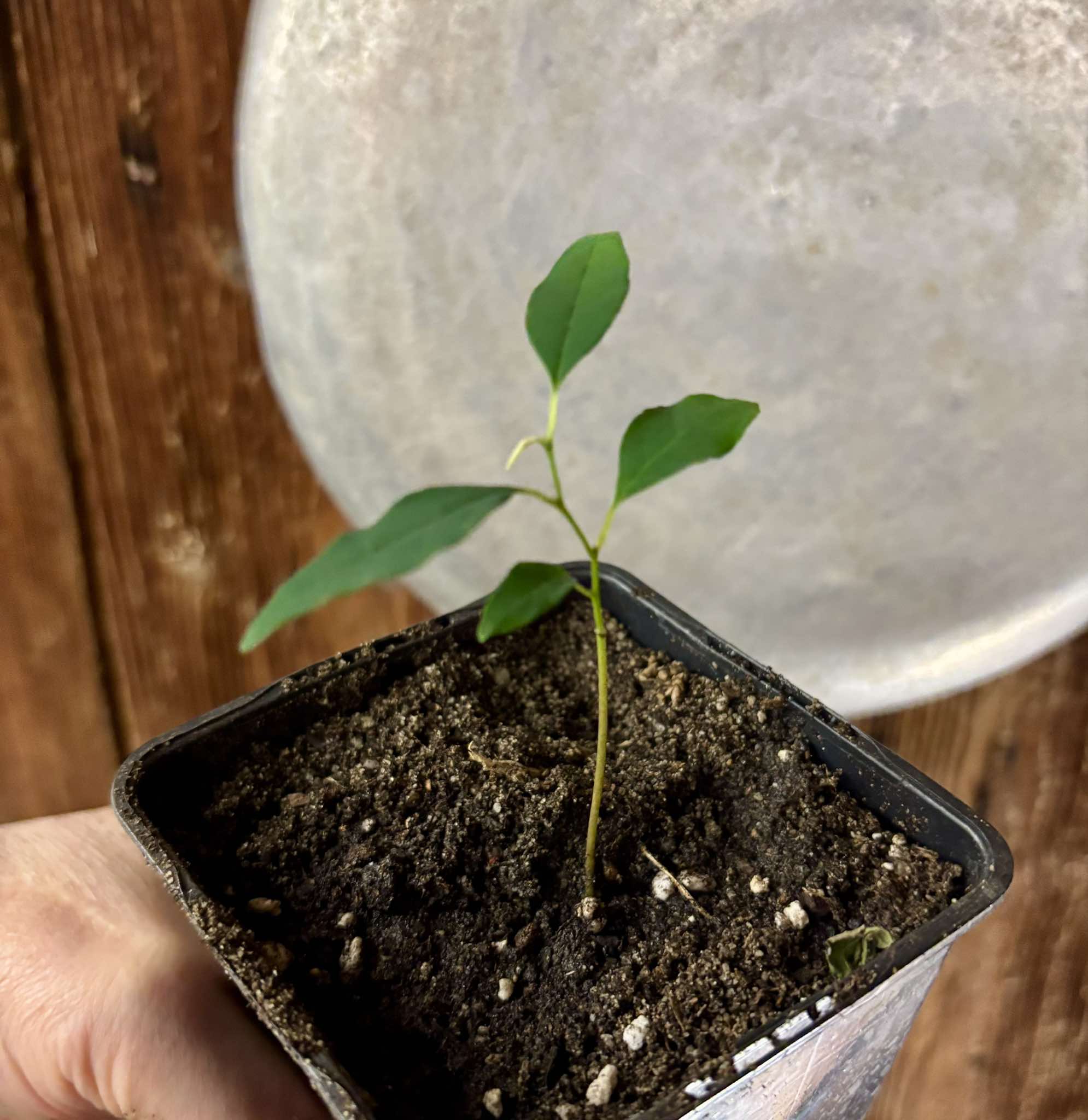 Annona emarginata - 1 potted plant / 1 getopfte Pflanze