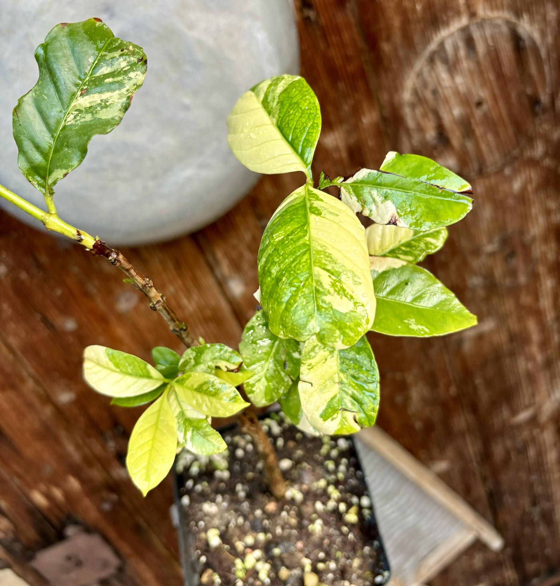 Coffee (Coffea arabica)  VARIEGATED - 1 potted plant / 1 getopfte Pflanze