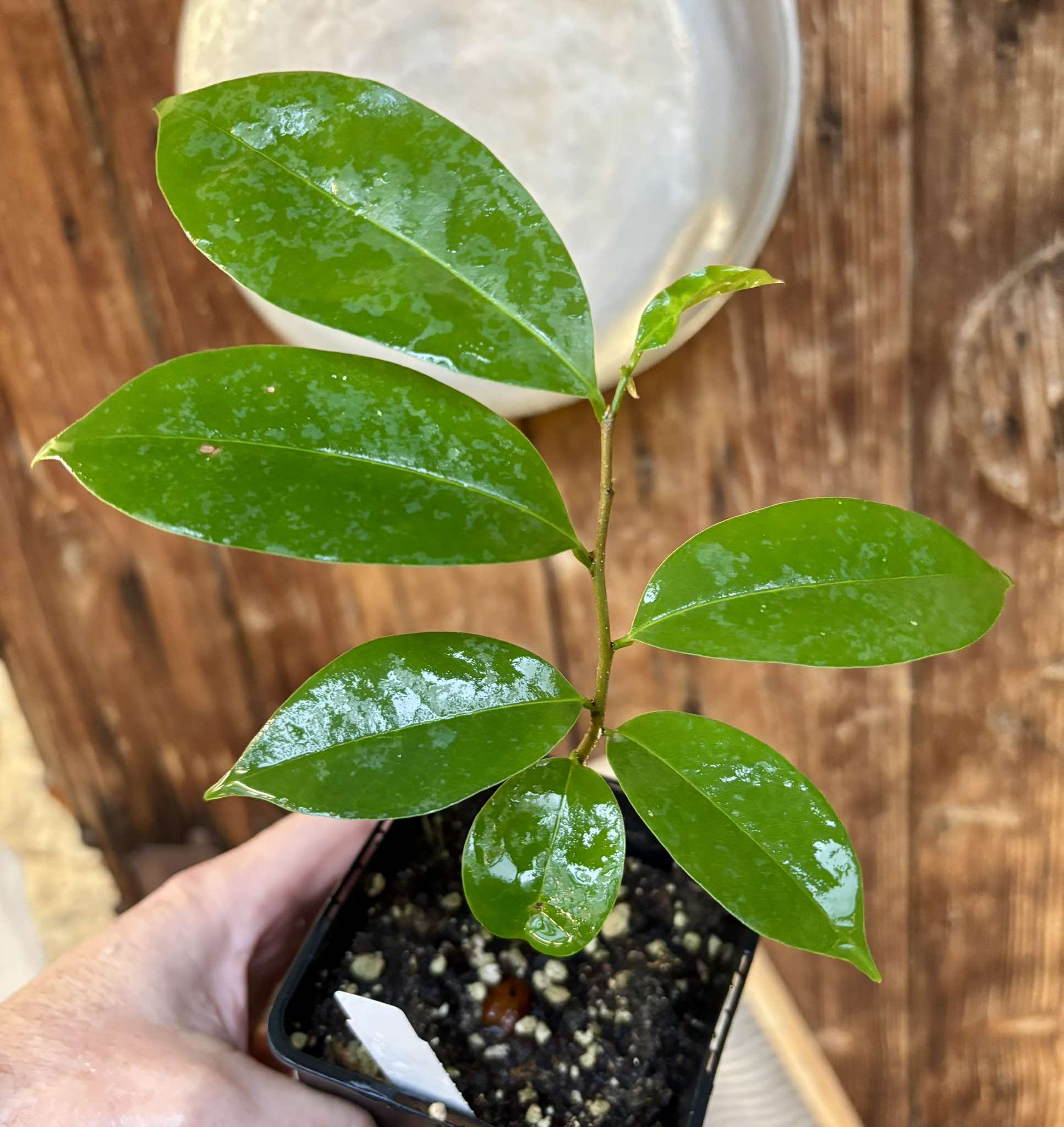 Annona muricata - Soursop / Stachelannone fiberless - 1 potted plant / 1 getopfte Pflanze