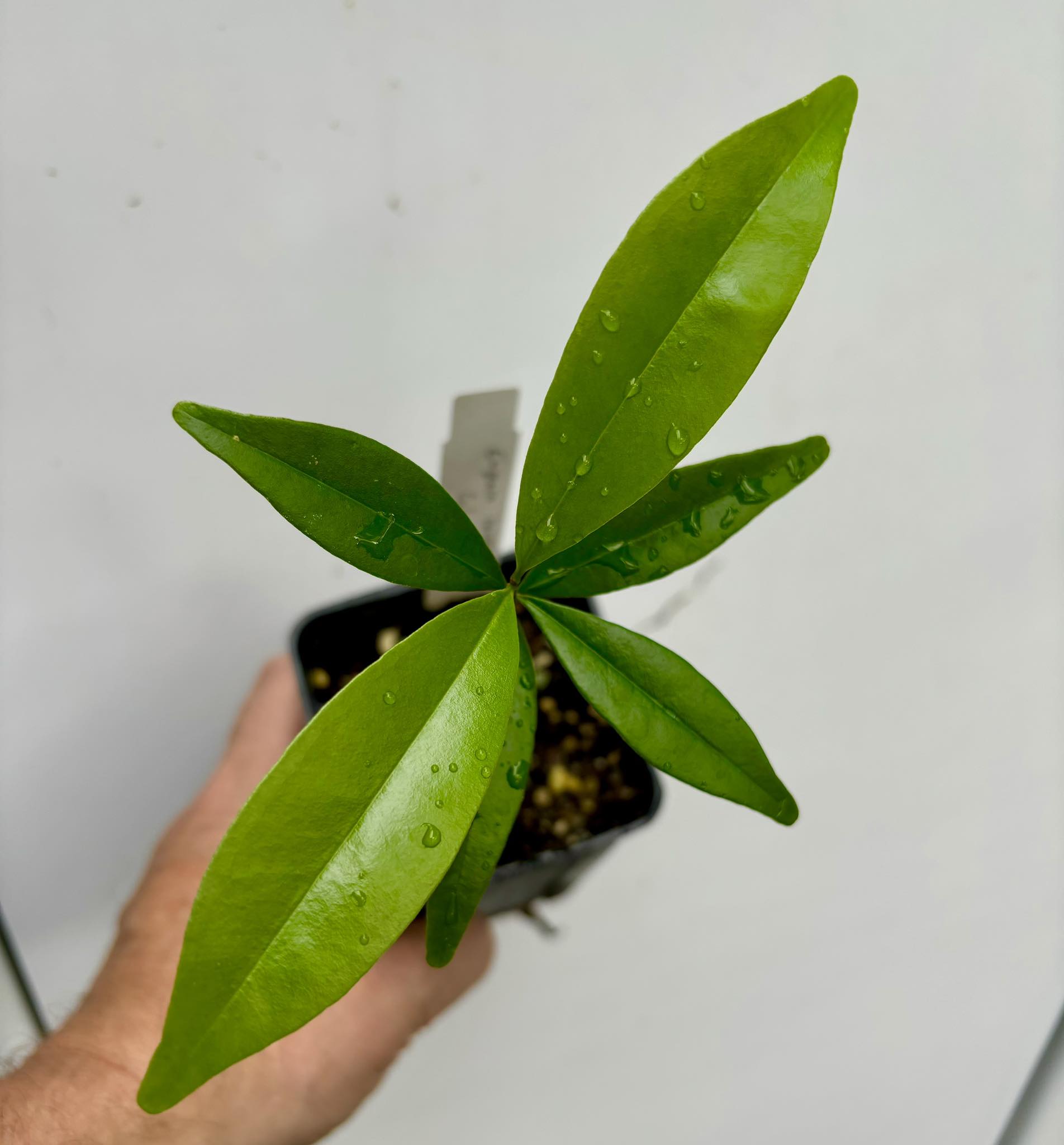 Eugenia sp Cereja Grande da Bahia - 1 potted plant / 1 getopfte Pflanze