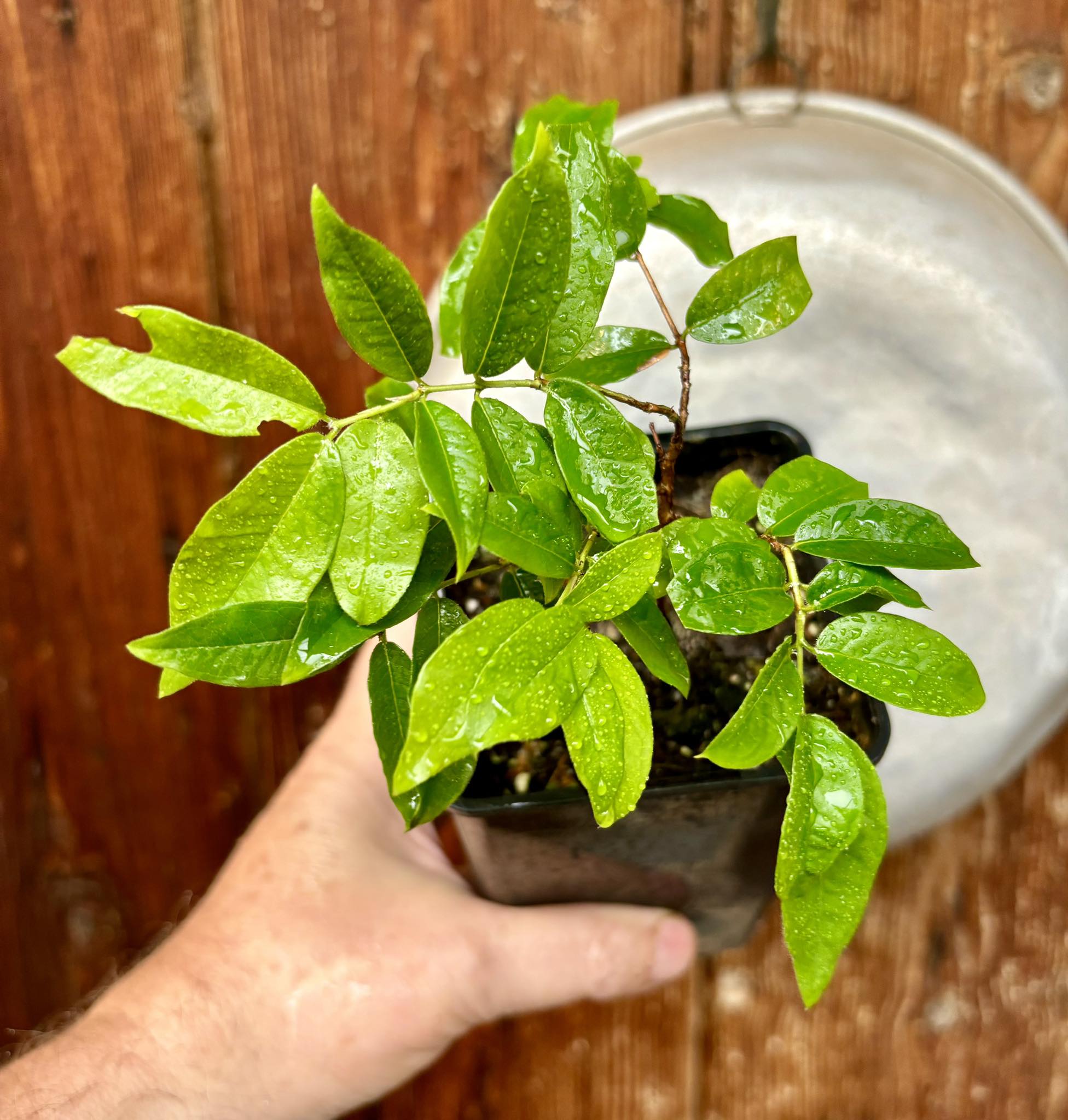 Red Hybrid Jaboticaba (Plinia cauliflora x aureana) - 1 potted plant / 1 getopfte Pflanze