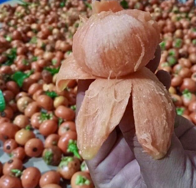 Button Mangosteen - Cherapu (Garcinia prainiana) - 3 fresh seeds / 3 frische Samen