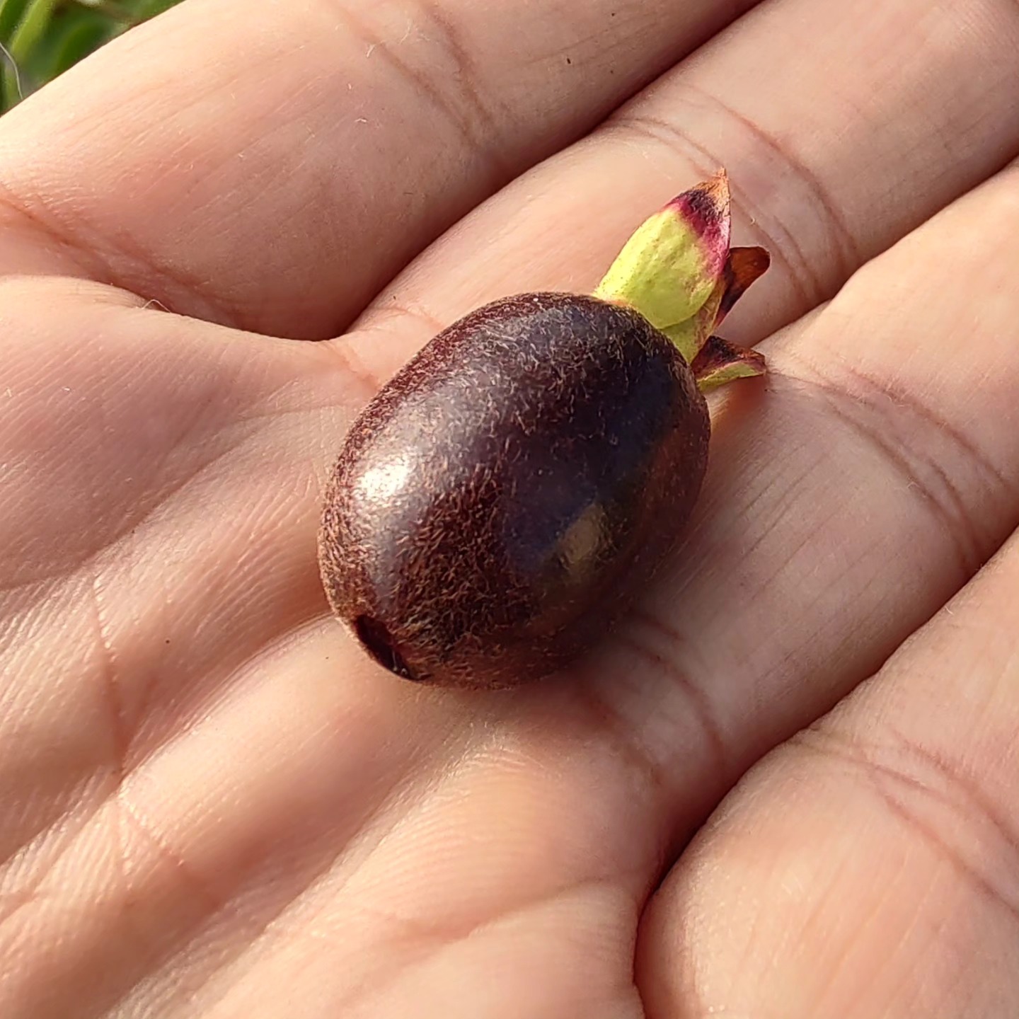 Guapijuim (Eugenia sclerocalyx) -  1 fresh seed / 1 frischer Samen