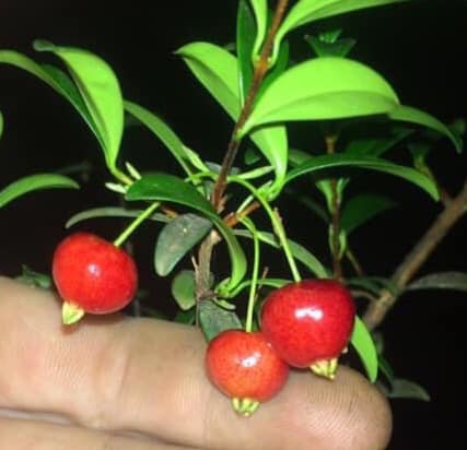 Eugenia ligustrina var. caribaeus - 1 potted seedling / 1 getopfter Sämling