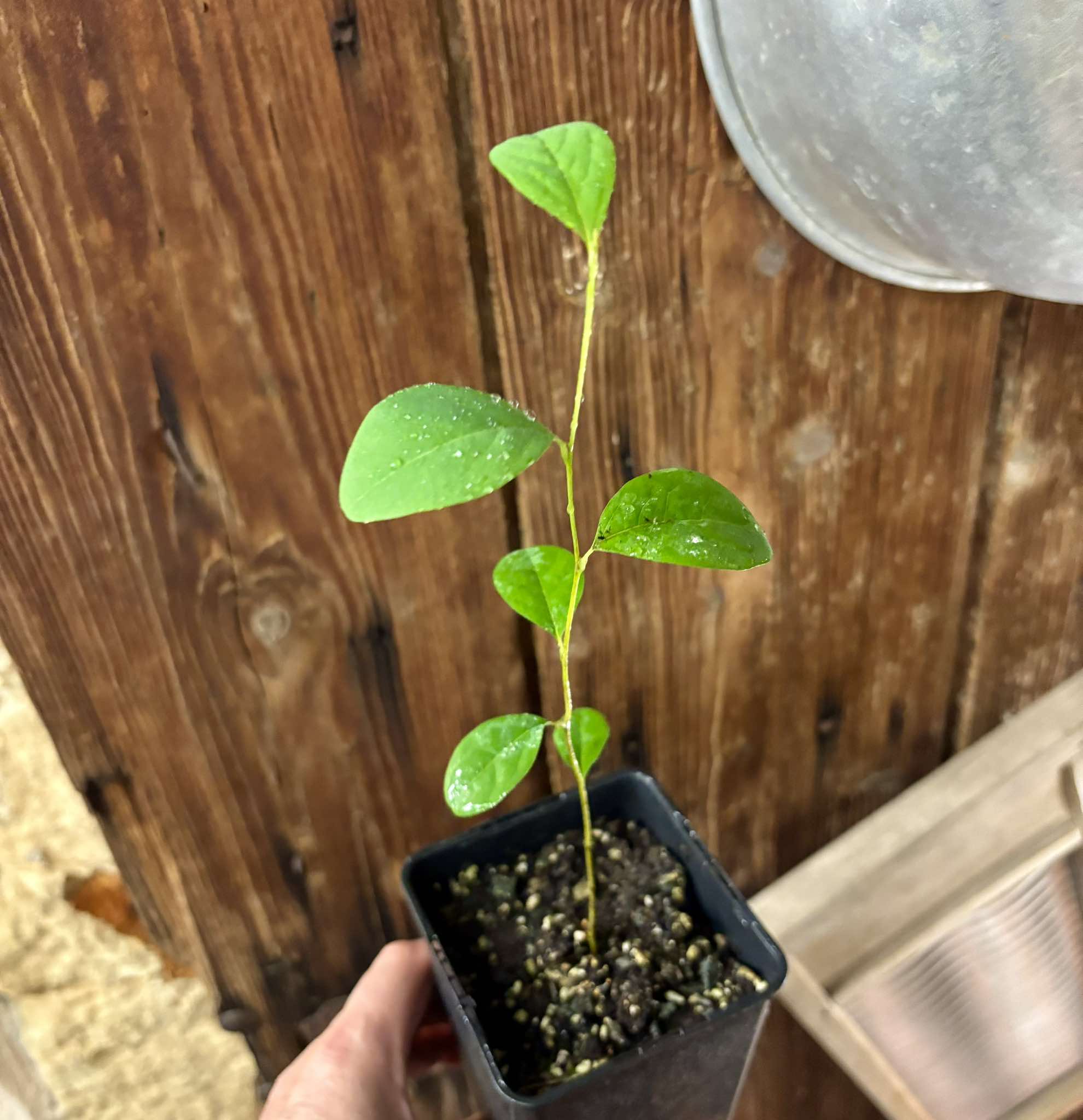 Annona cornifolia - Araticum de Raposa  - 1 potted plant / 1 getopfte Pflanze