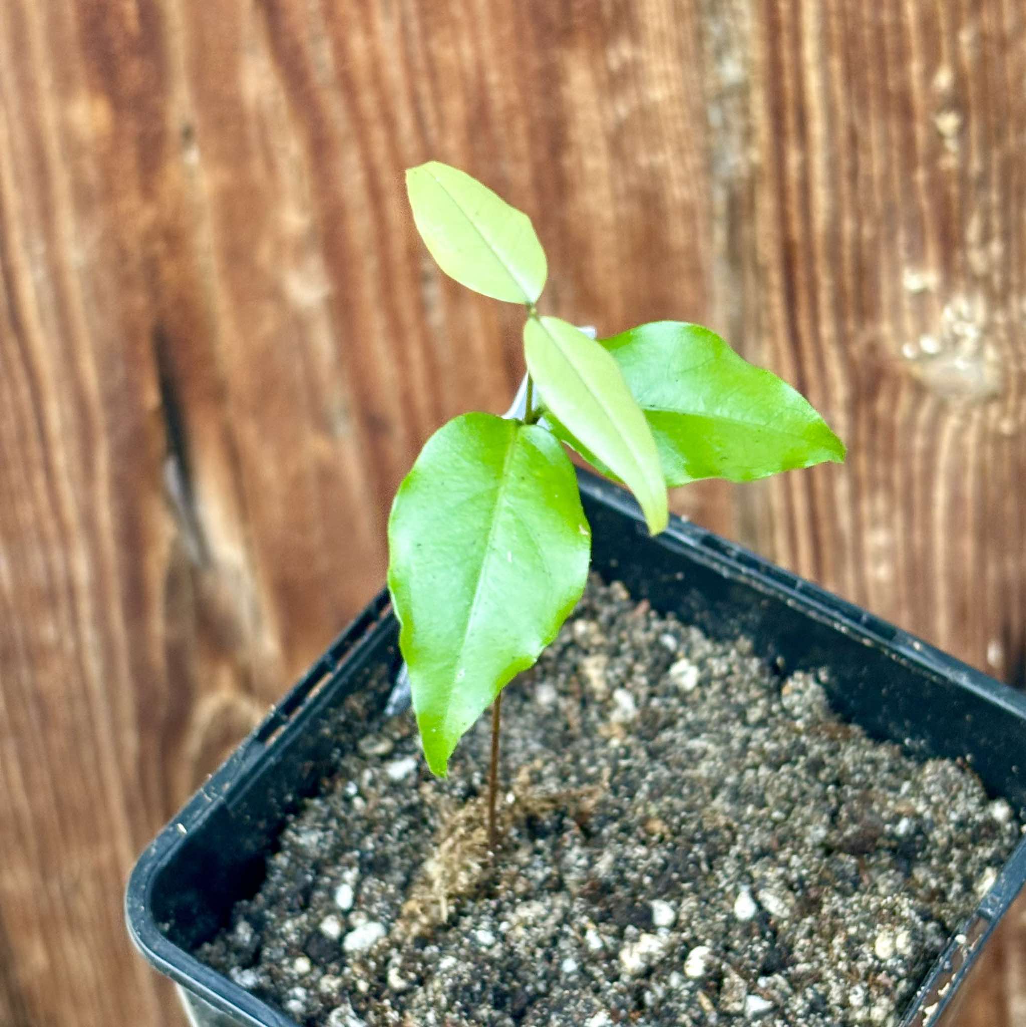 Eugenia sp Belmonte -  1 small potted seedling / 1 kleiner, getopfter Sämling