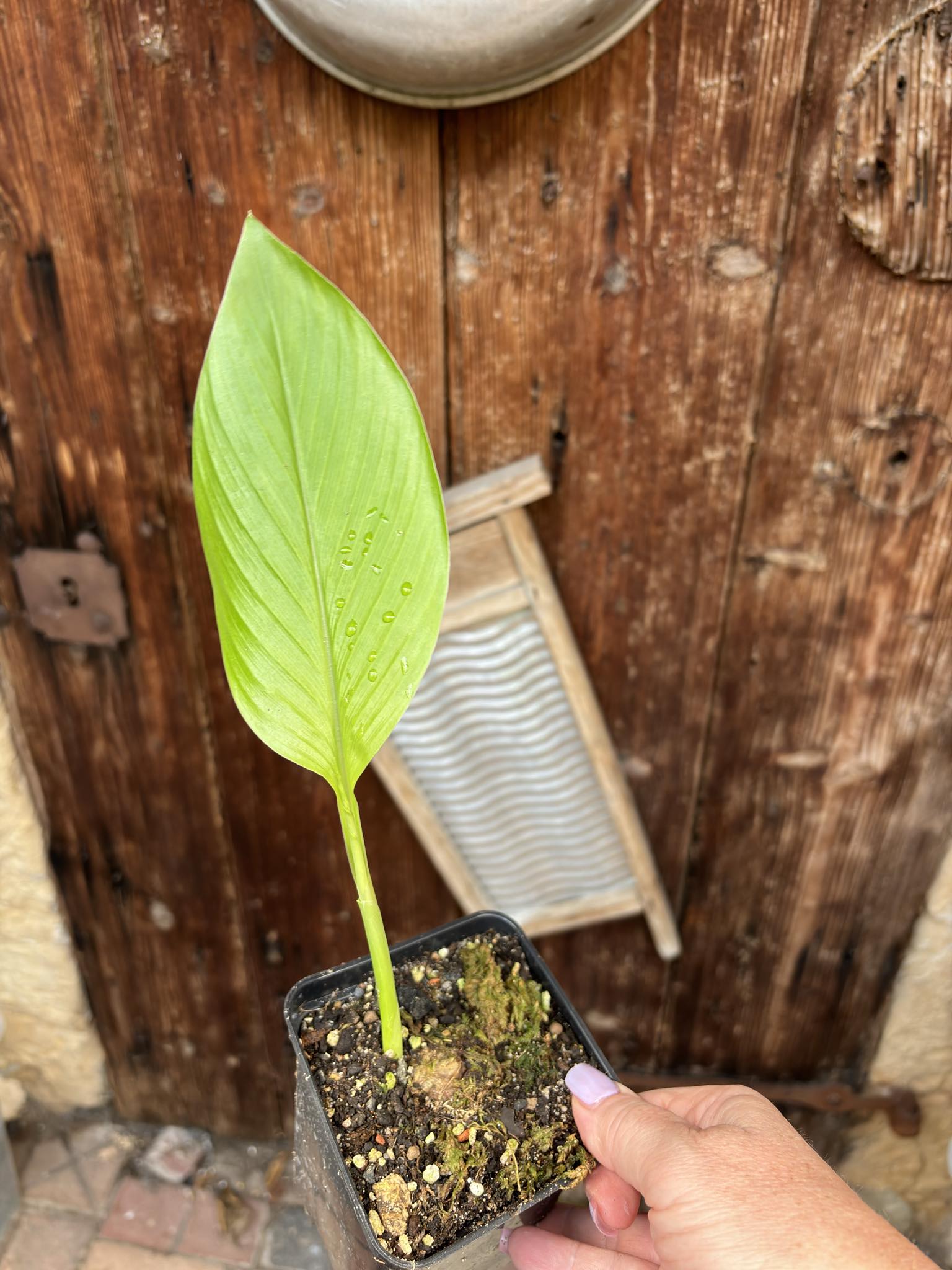 Tumeric / Kurkuma (Curcuma longa) small plant - 1 potted plant, 1 getopfte Pflanze