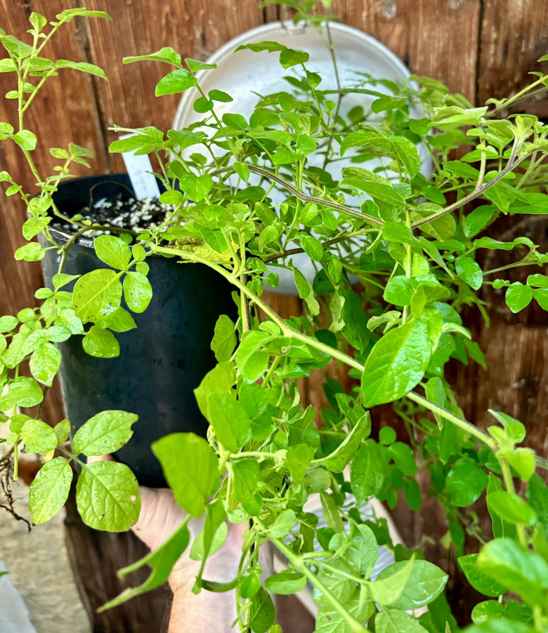 Tzimbalo Wild (Solanum sp) - 1 potted plant / 1 getopfte Pflanze