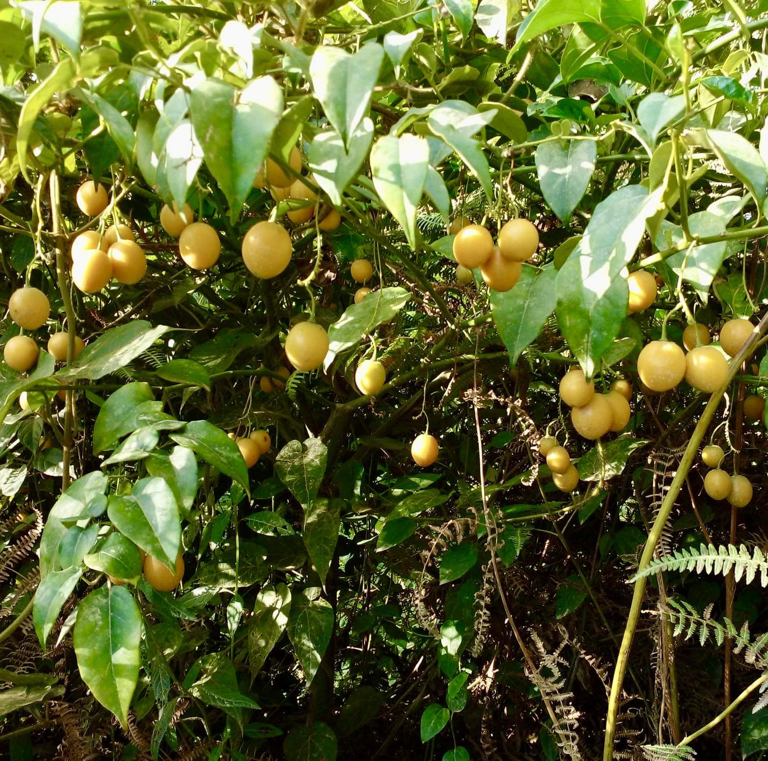 Guava Tamarillo (Solanum diploconos) - 1 potted plant / 1 getopfte Pflanze