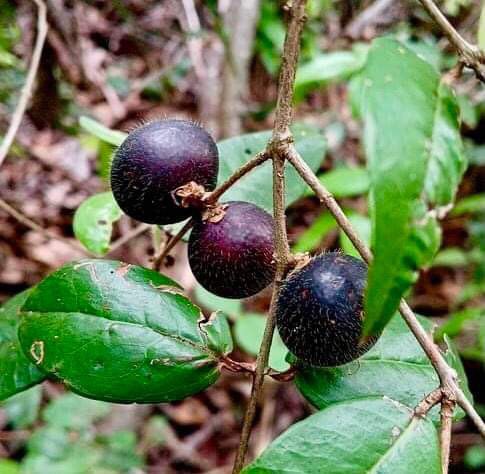 Myrciaria sp Blue Glomerata - 1 germinated seed / 1 gekeimter Samen