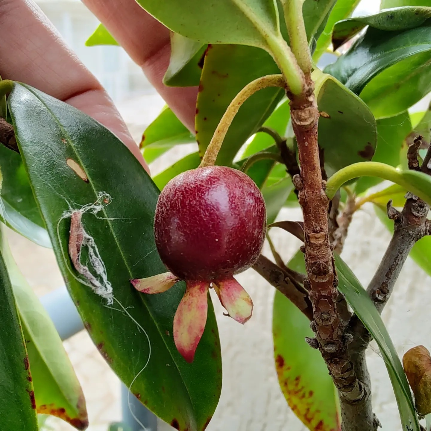 Guapijuim (Eugenia sclerocalyx) -  1 fresh seed / 1 frischer Samen