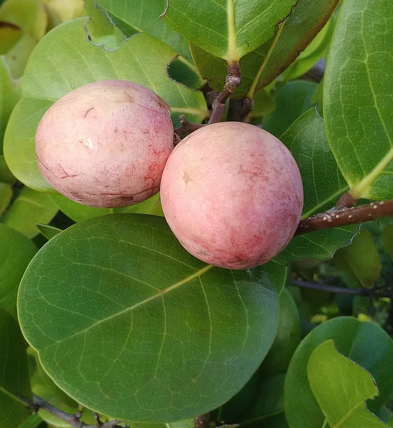 Chrysobalanus icaco - Cocoplum -  1 potted plant  / 1 getopfte Pflanze